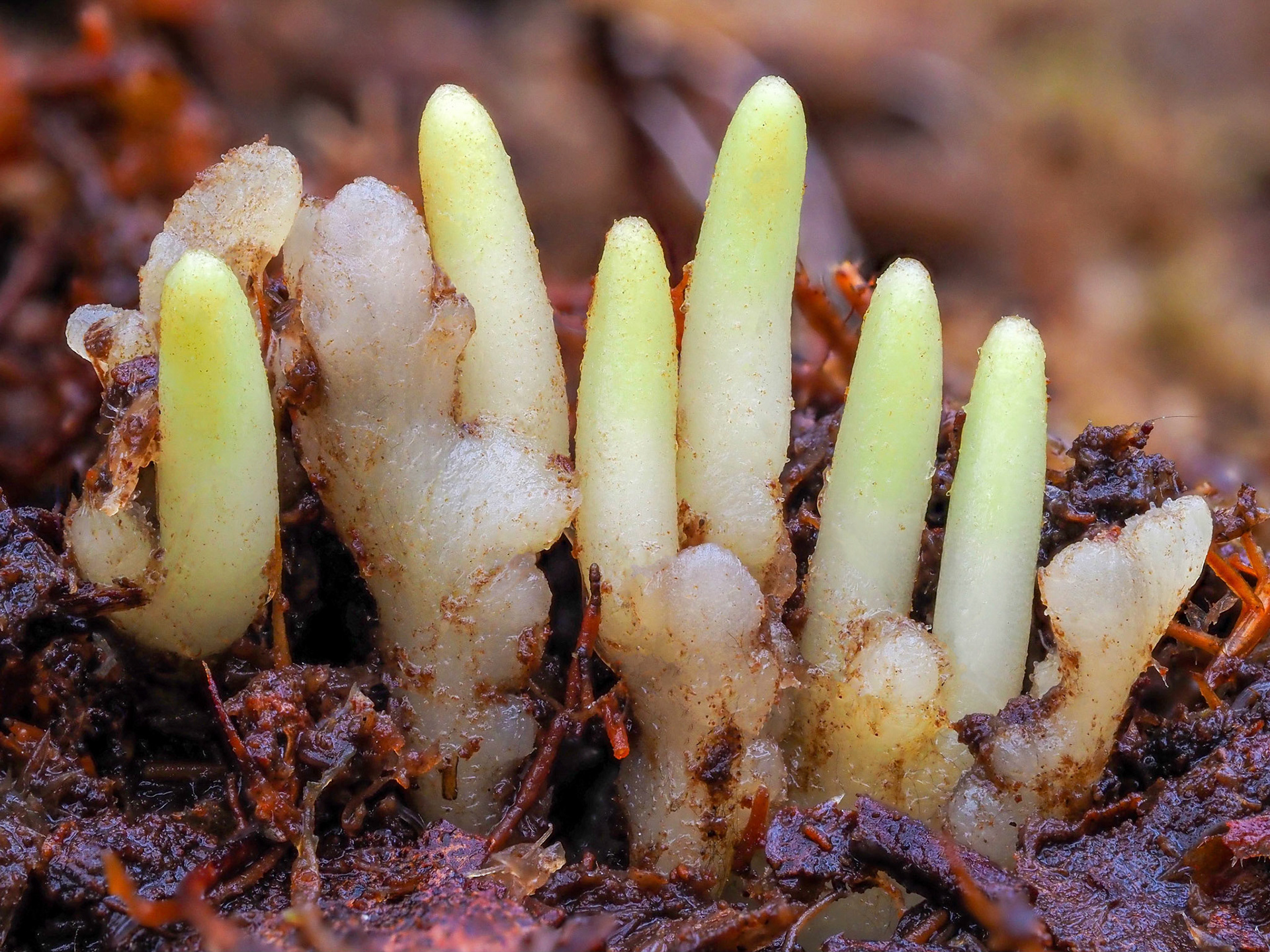 Bryophyte images by Des Callaghan British Isles