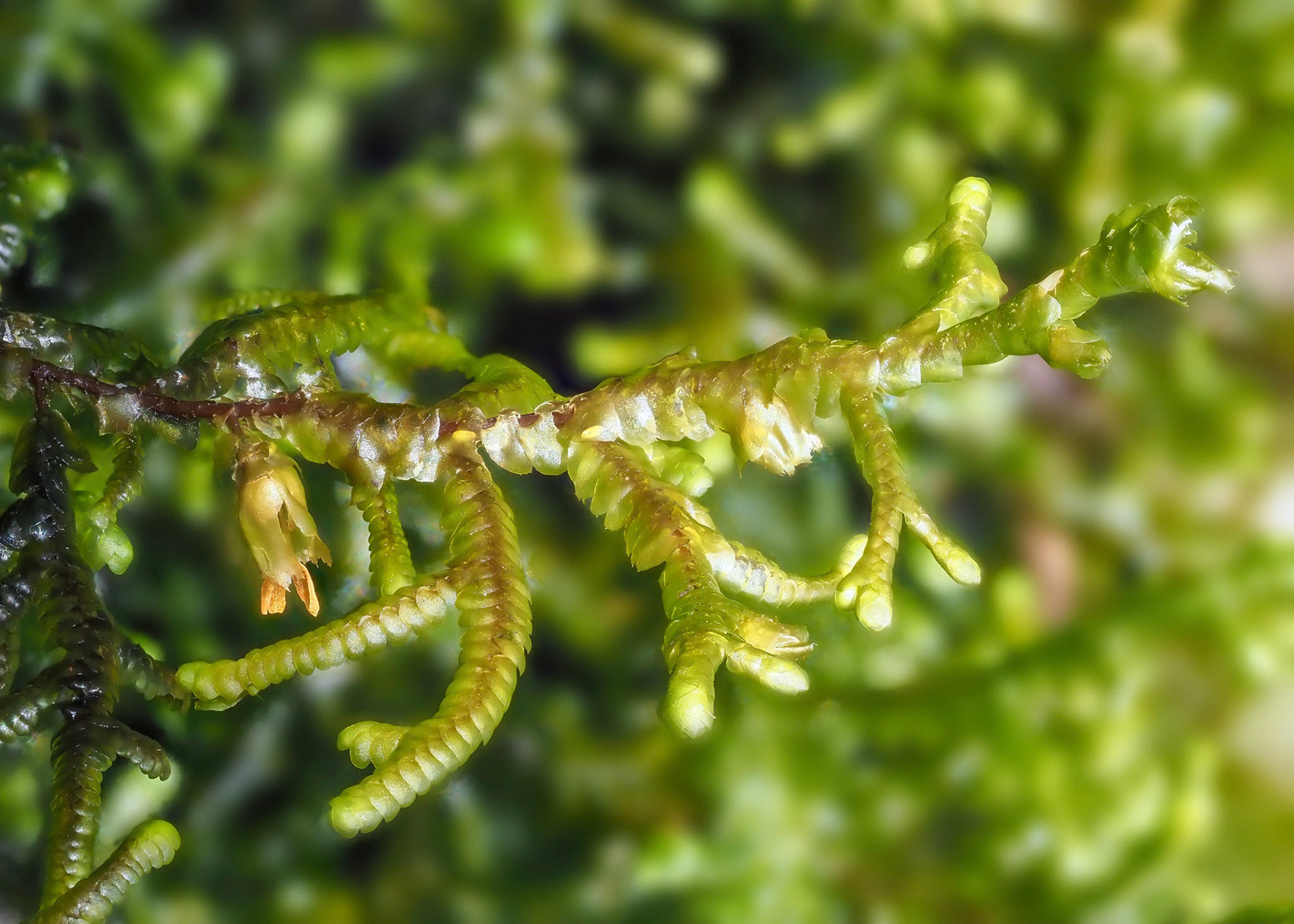 Porella canariensis (Porellaceae) on boulder in subtropical laurel forest, Fanal, Madeira. Note dehisced sporophyte at base of shoot.
