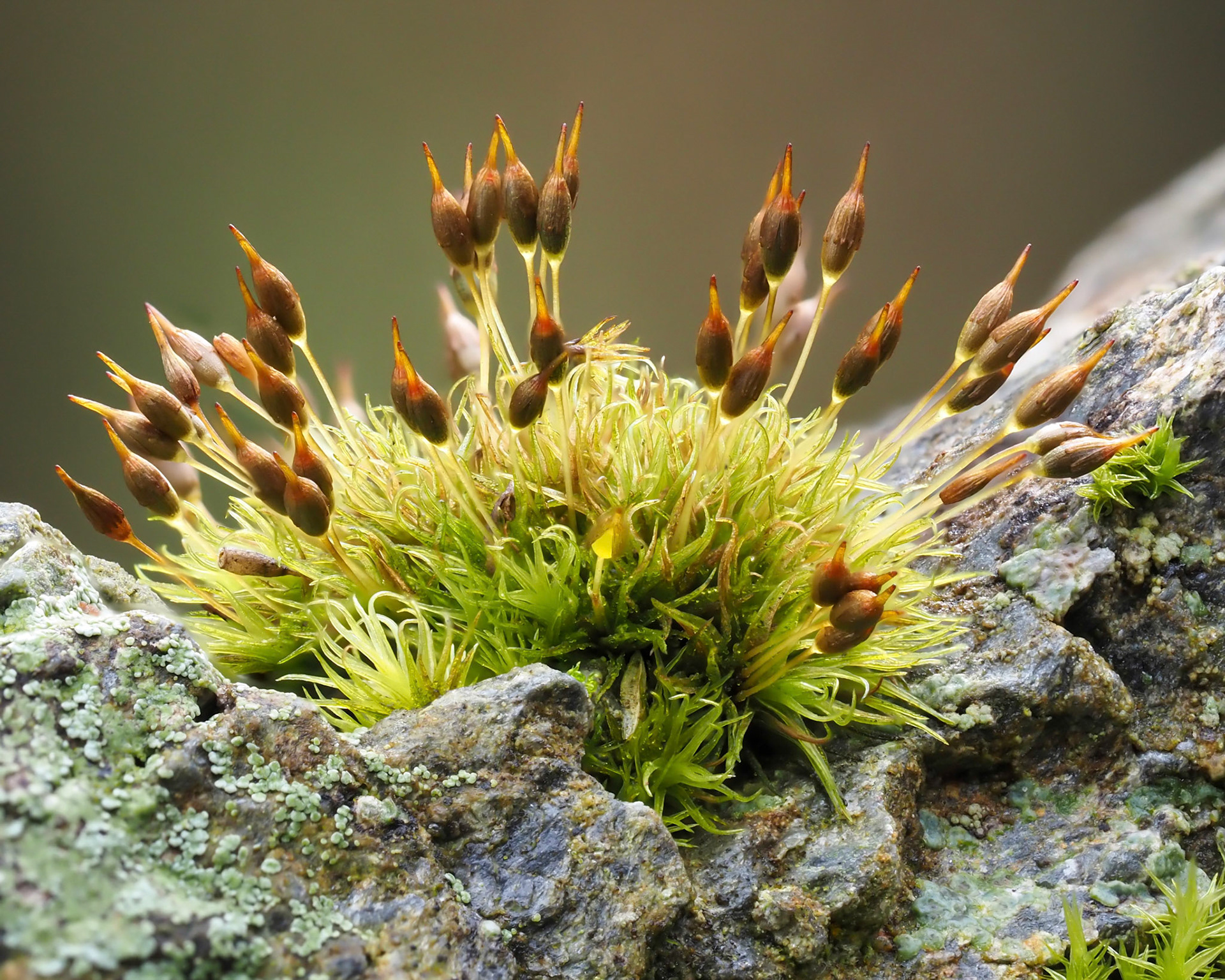 Ptychomitrium polyphyllum (Ptychomitriaceae), on boulder in moorland, Snaefell, Isle of Man. 15 March 2022.