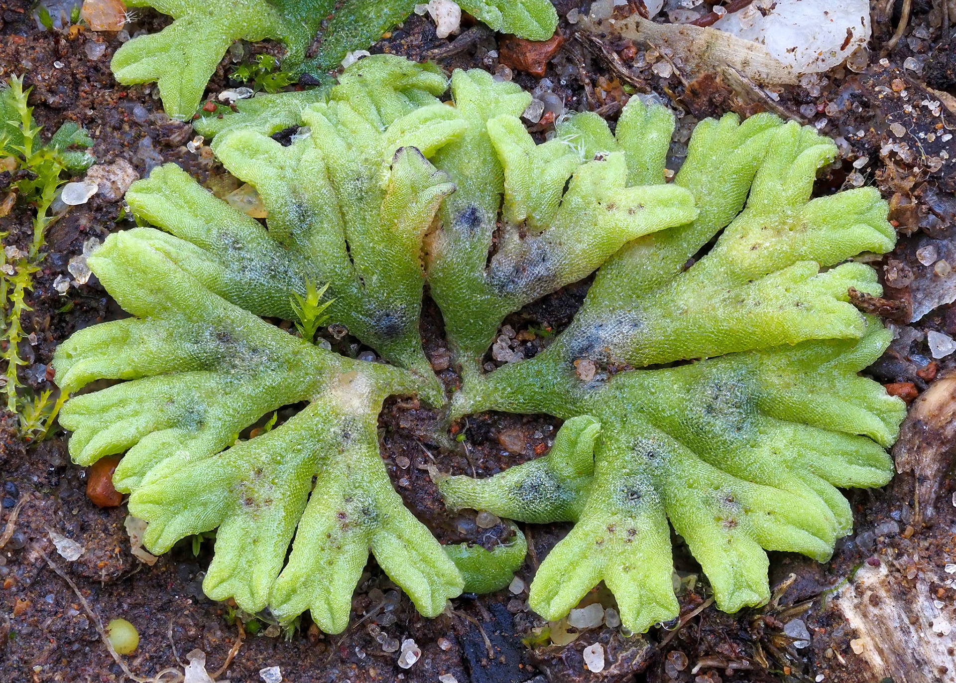 Riccia crozalsii (Ricciaceae) on bare soil of bank beside track in botanical garden, Kirstenbosch Botanical Garden, Western Cape, South Africa. 27 September 2022.