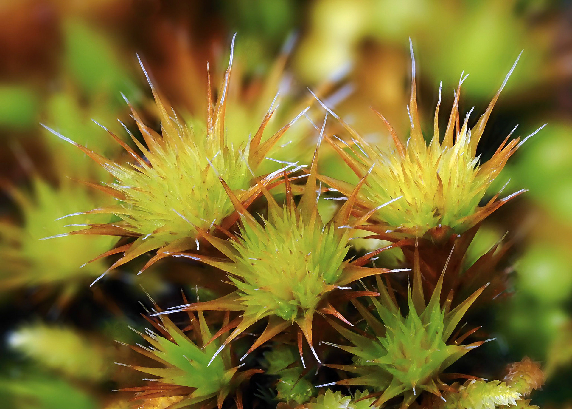Campylopus pilifer (Leucobryaceae) on base of old laurel tree in pasture woodland, Fanal, Madeira