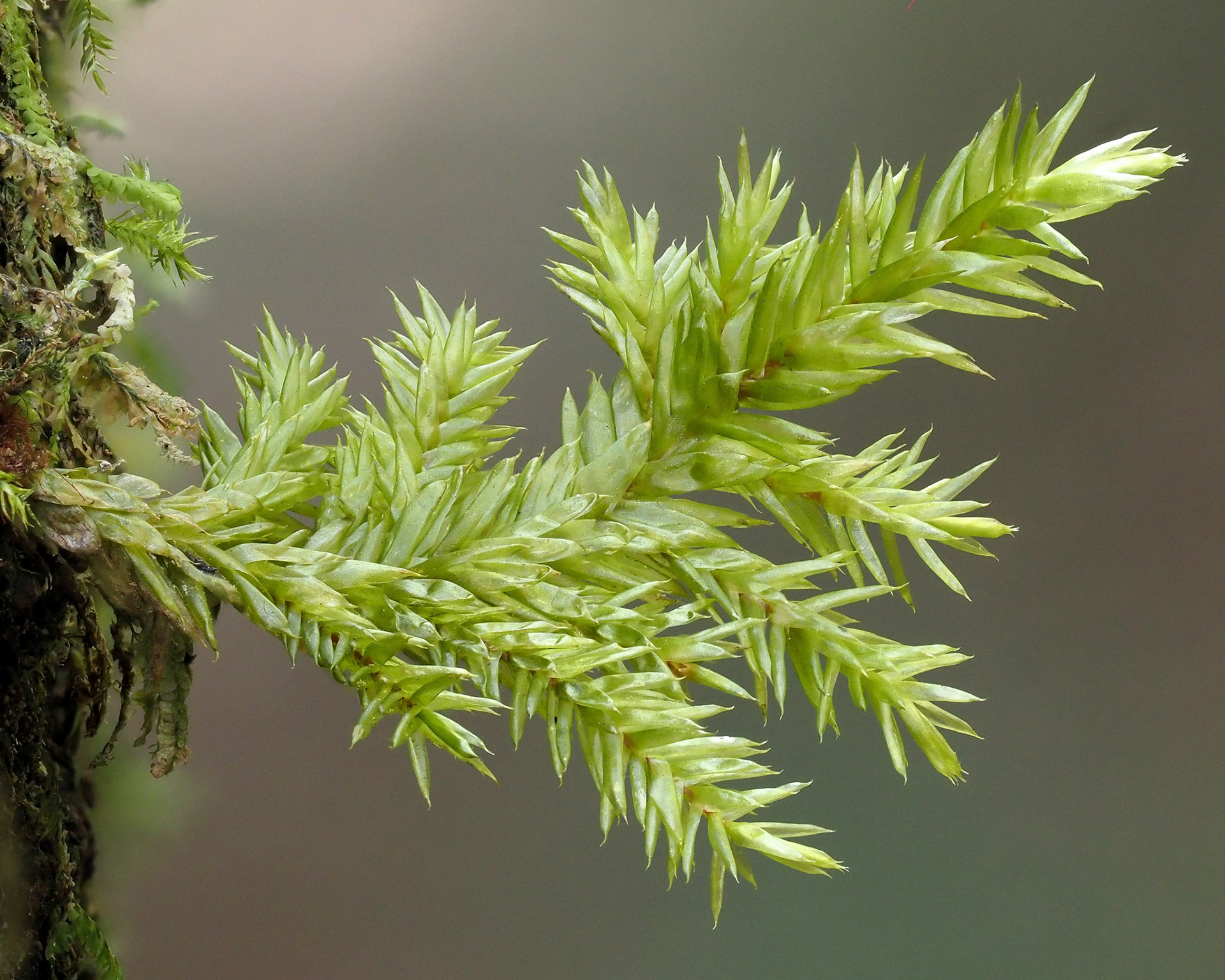 Pterobryopsis hoehnelii (Pterobryaceae) on tree-trunk in southern Afrotemperate forest, Krisjan se Nek, Goudveld Forest, Garden Route National Park, Western Cape, South Africa. 22 September 2022.