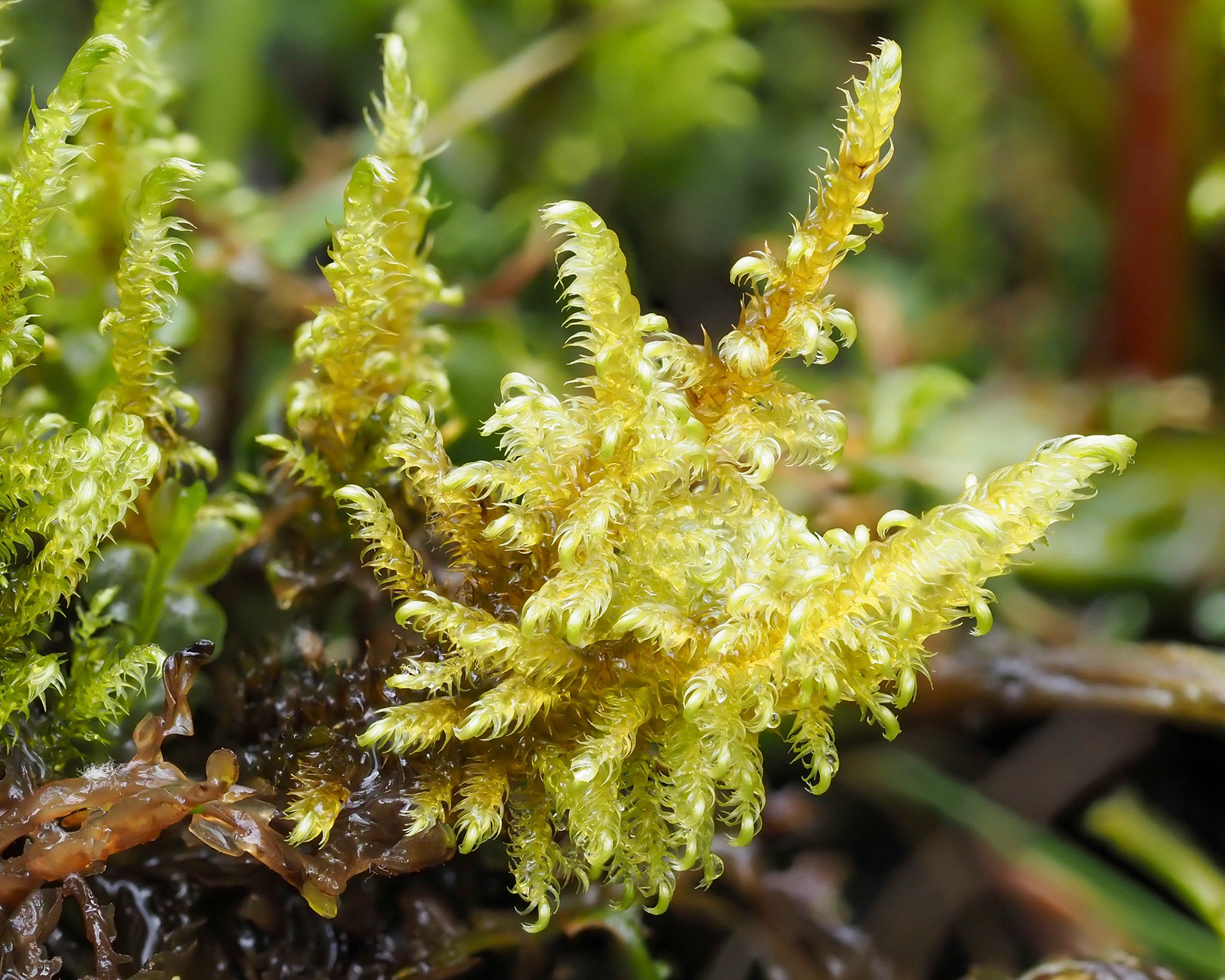 Cratoneuron filicinum (Amblystegiaceae), in base-rich flush in moorland, Foelasfechan, Denbighshire, Wales. 29 July 2022.