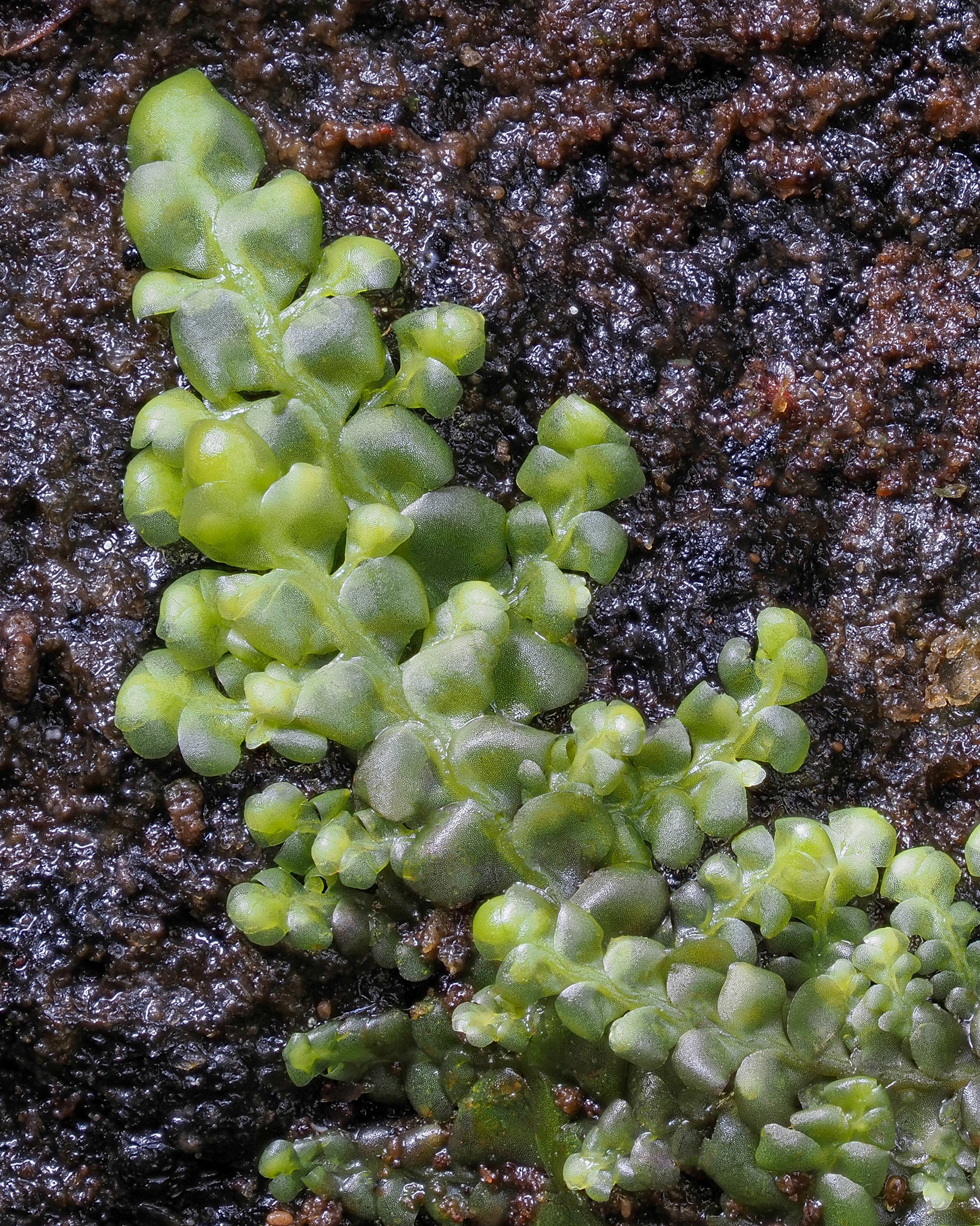 Radula obtusiloba (Radulaceae), on wet rockface in temperate coniferous forest, near Toe Hill, Naikoon Provincial Park, Haida Gwaii, British Columbia, Canada. 54.0730°N, 131.7943°W. 10m. 25 May 2023.