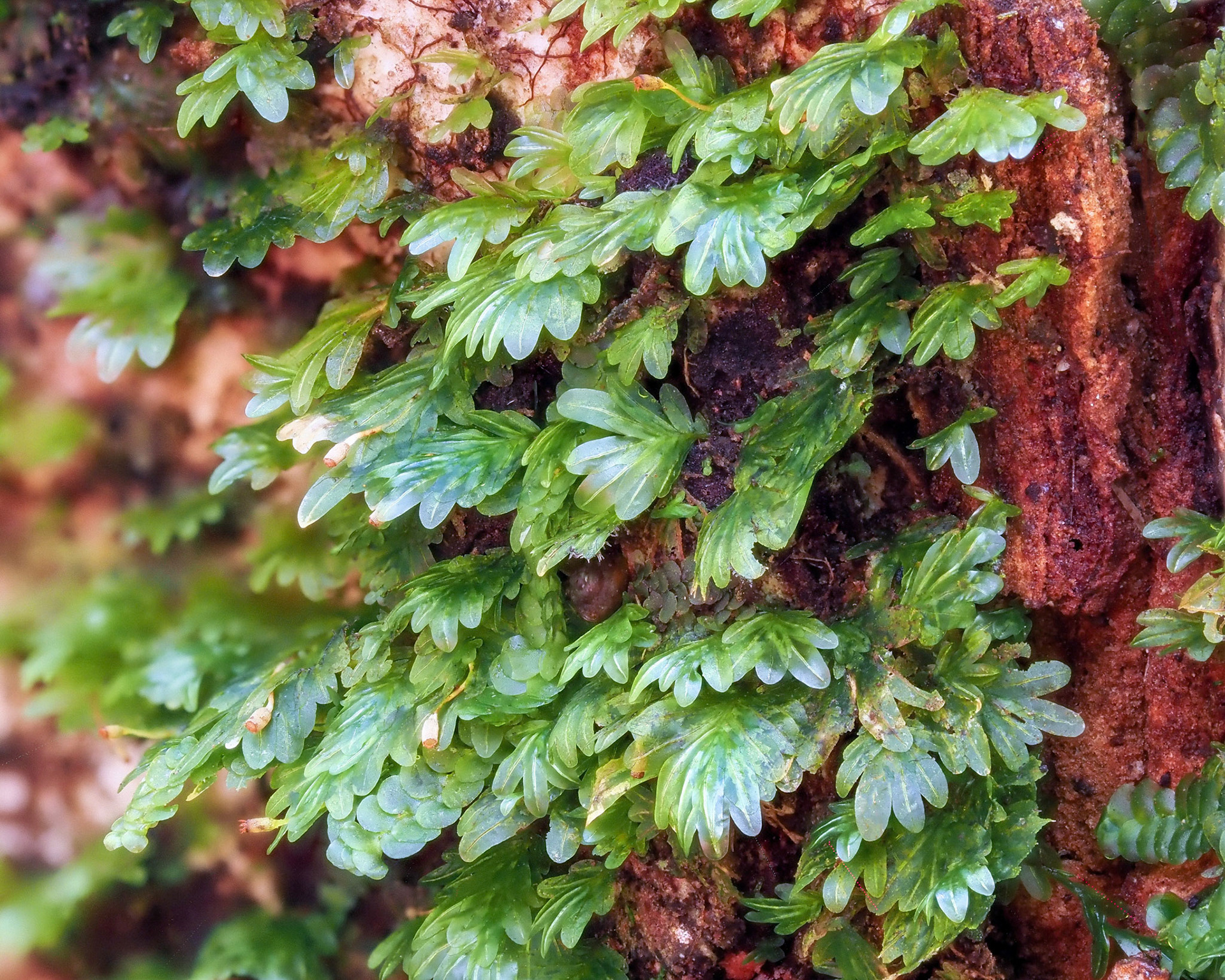 Fissidens ah-pengae (Fissidentaceae), on tree trunk in lowland tropical forest (215 m), Forêt de Mare Longue, La Réunion. 29 April 2022.