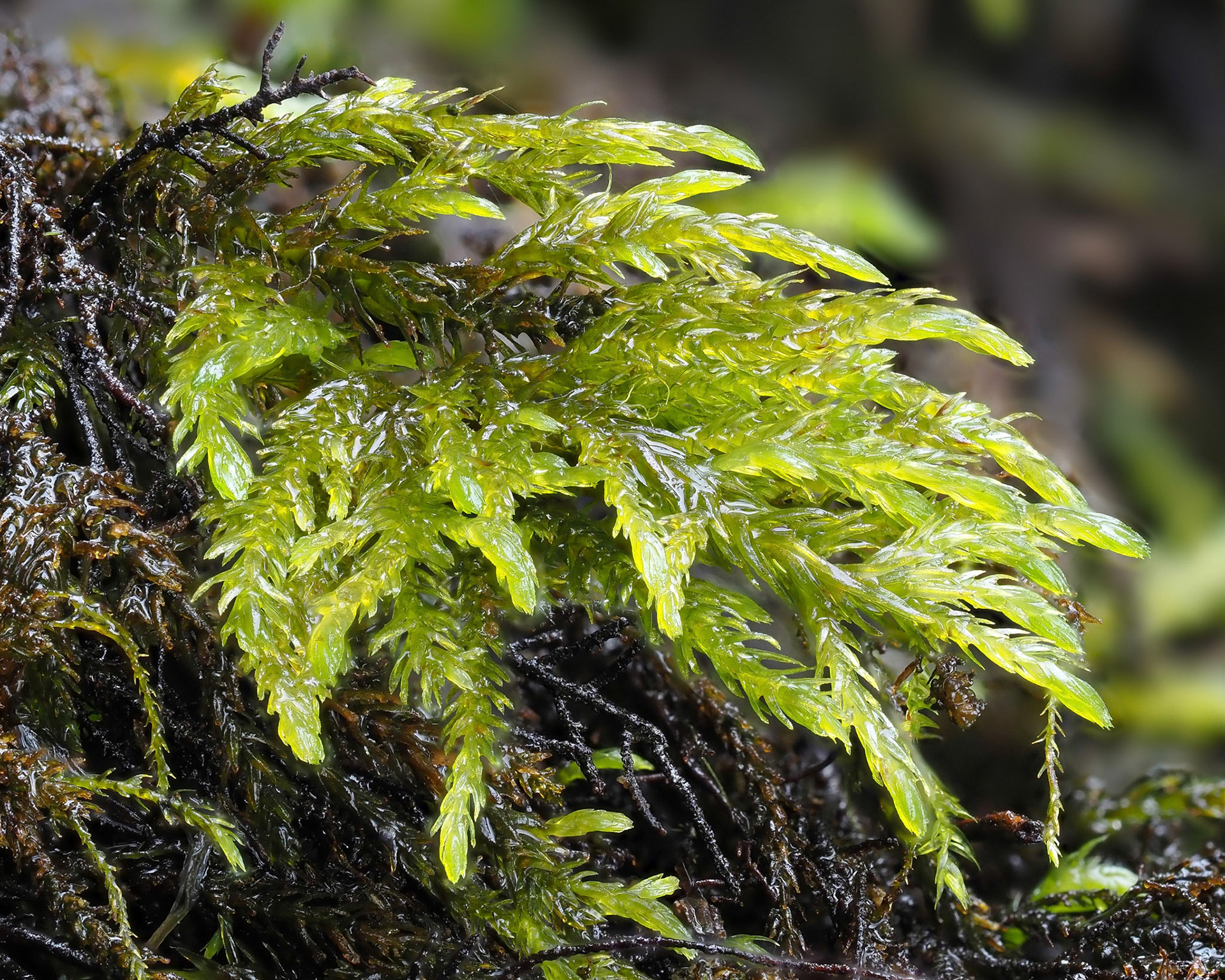 Thamnobryum cataractarum (Neckeraceae), on rock beside river in wooded ravine, Twistleton Glen, Yorkshire, England. 11 September 2021.