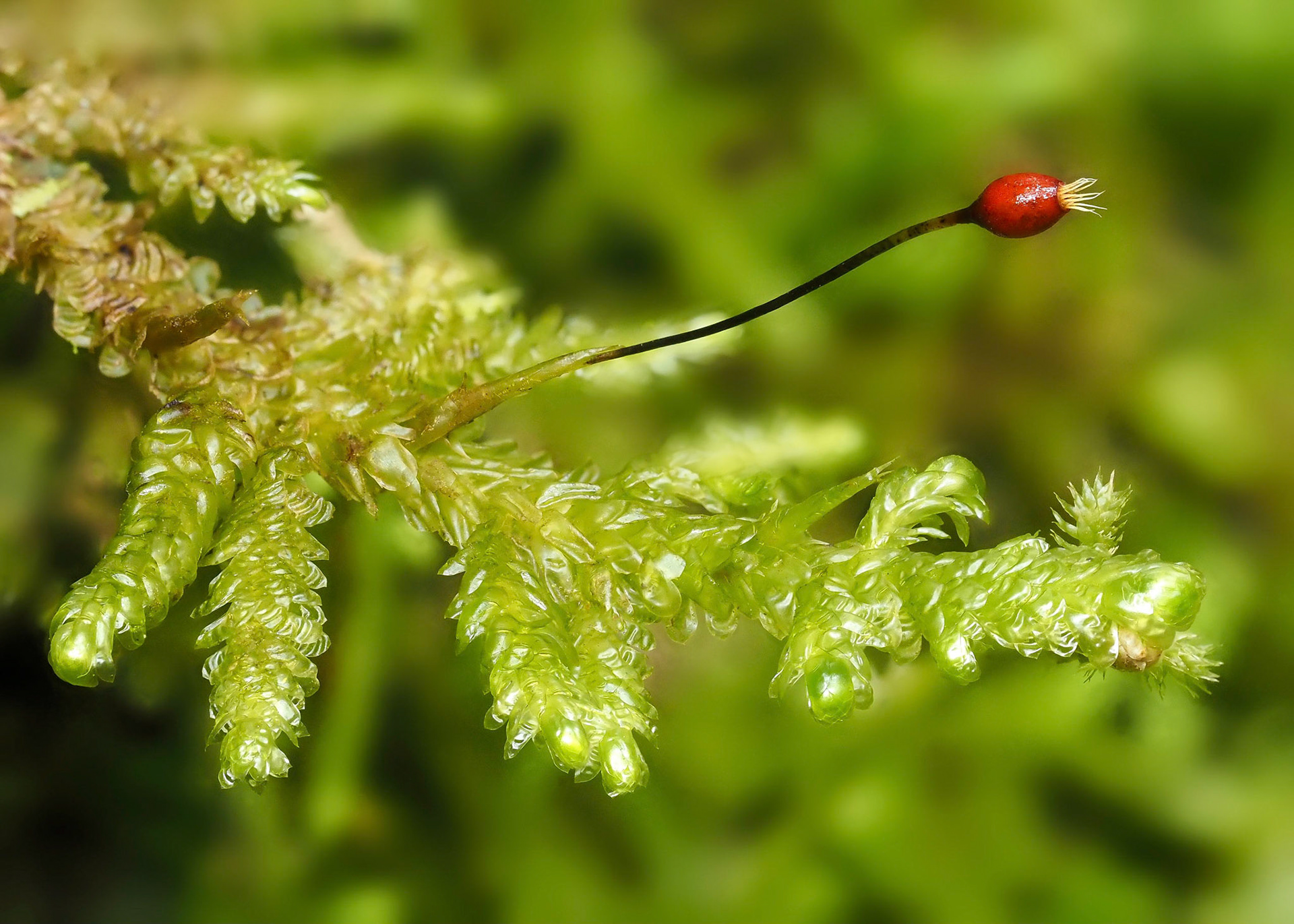 Exsertotheca intermedia (Neckeraceae) on base of tree in subtropical laural forest, Chão dos Louros, Madeira