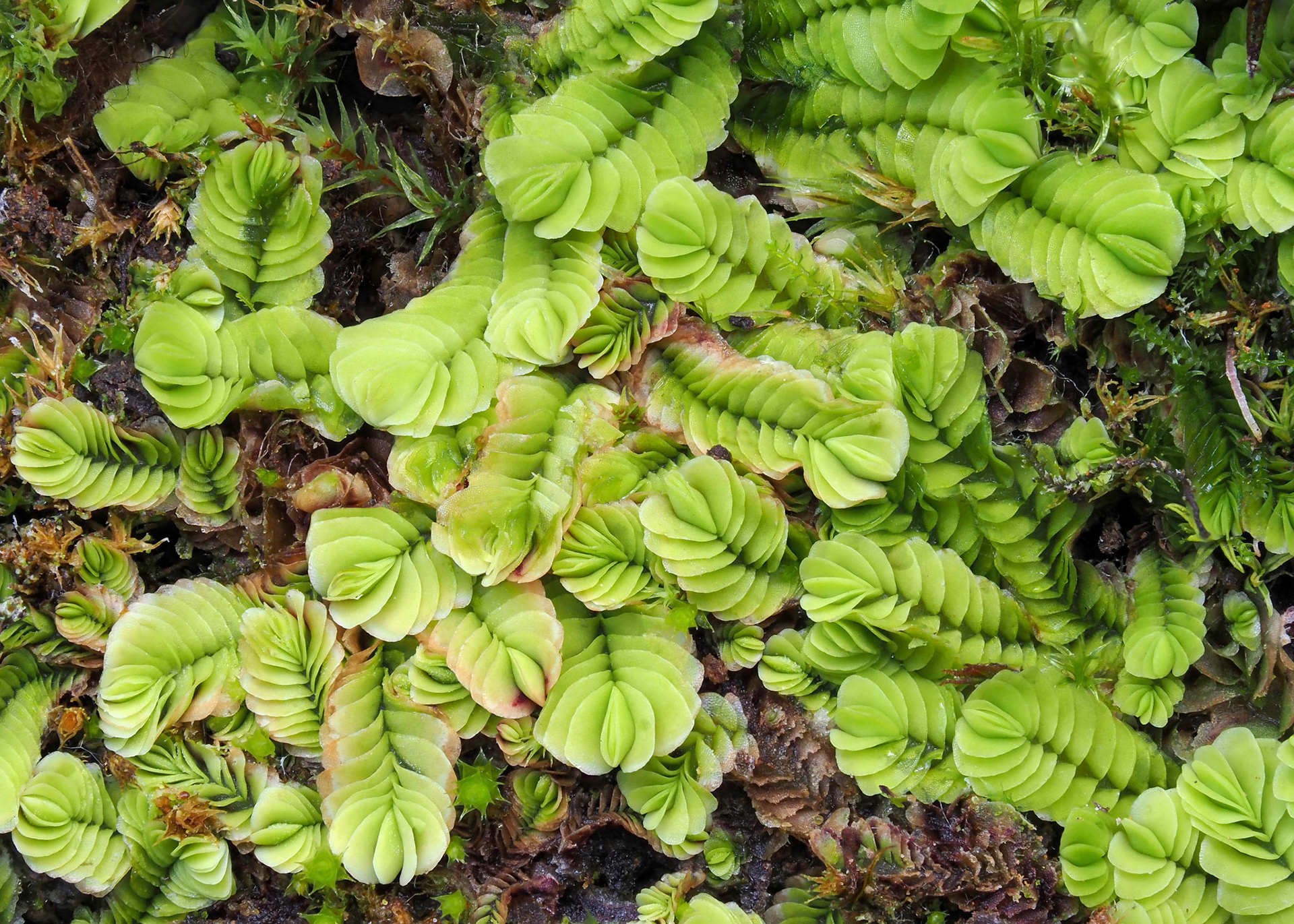 Gongylanthus ericetorum (Southbyaceae) on rock wall in subtropical laurel forest, Lomdo do Mouro, Madeira