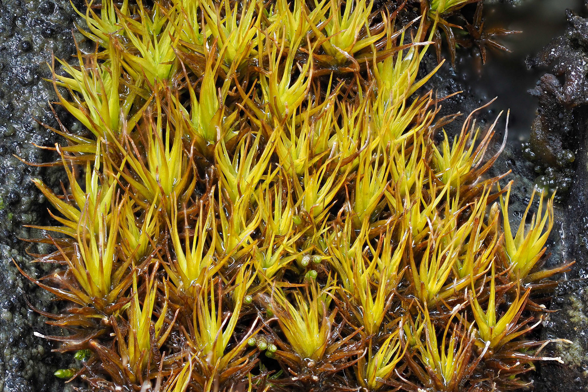 Tortella fragilis (Pottiaceae), on limestone cliff beside small waterfall, Mountain Park, Alberta, Canada. 52.9446°N, 117.2992°W. 1730m. 20 May 2023.