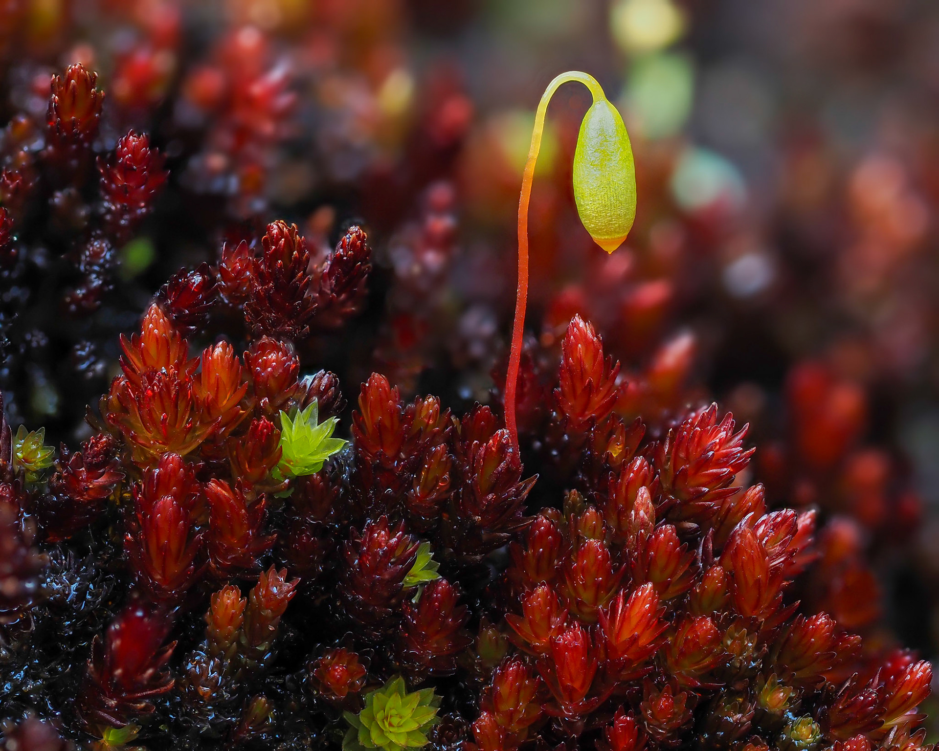 Imbribryum miniatum (Bryaceae), on flushed rock on grassand slope, Mill Hill Regional Park, Vancouver Island, British Columbia, Canada. 48.4578°N, 123.4802°W. 190m. 14 May 2023. With Bryum pseudotriquetrum.