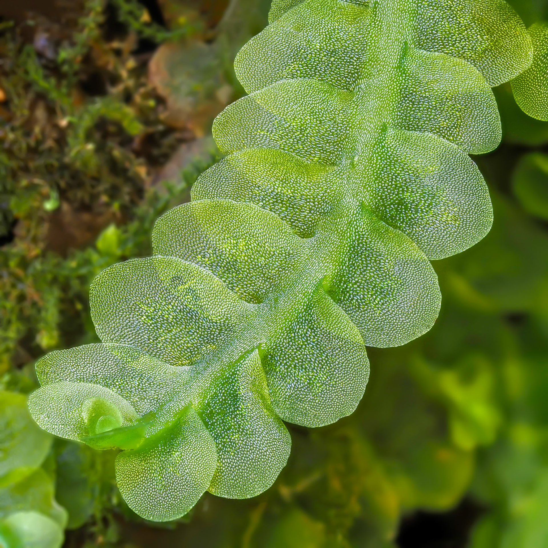 Noteroclada confluens Taylor ex Hook. and Wilson (Noterocladaceae), on vertical soil bank beside track in Valdivian temperate forest, Vodudahue, Los Lagos, Chile. 10 January 2024.
