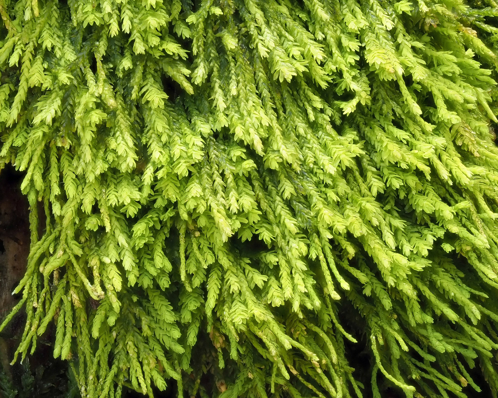 Haplohymenium pseudotriste (Anomodontaceae), on trunk of young tree in montane tropical cloud forest (1460 m), Matarum Biological Reserve, La Réunion. 23 April 2022.