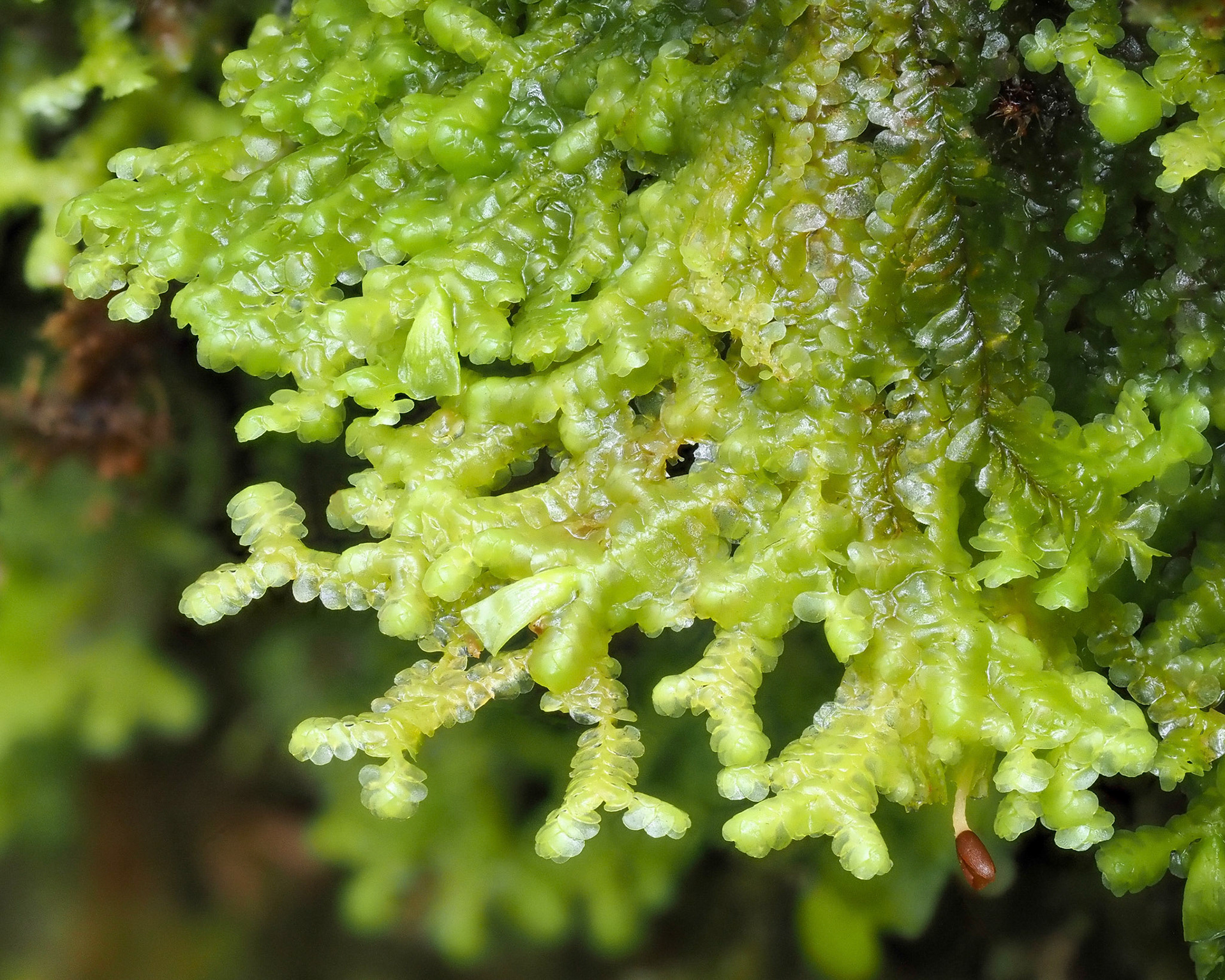 Radula ankefinensis (Radulaceae), on tree-trunk in montane tropical cloud forest (1600 m), Forêt des Hauts de Mont Vert, La Réunion. 22 April 2022.