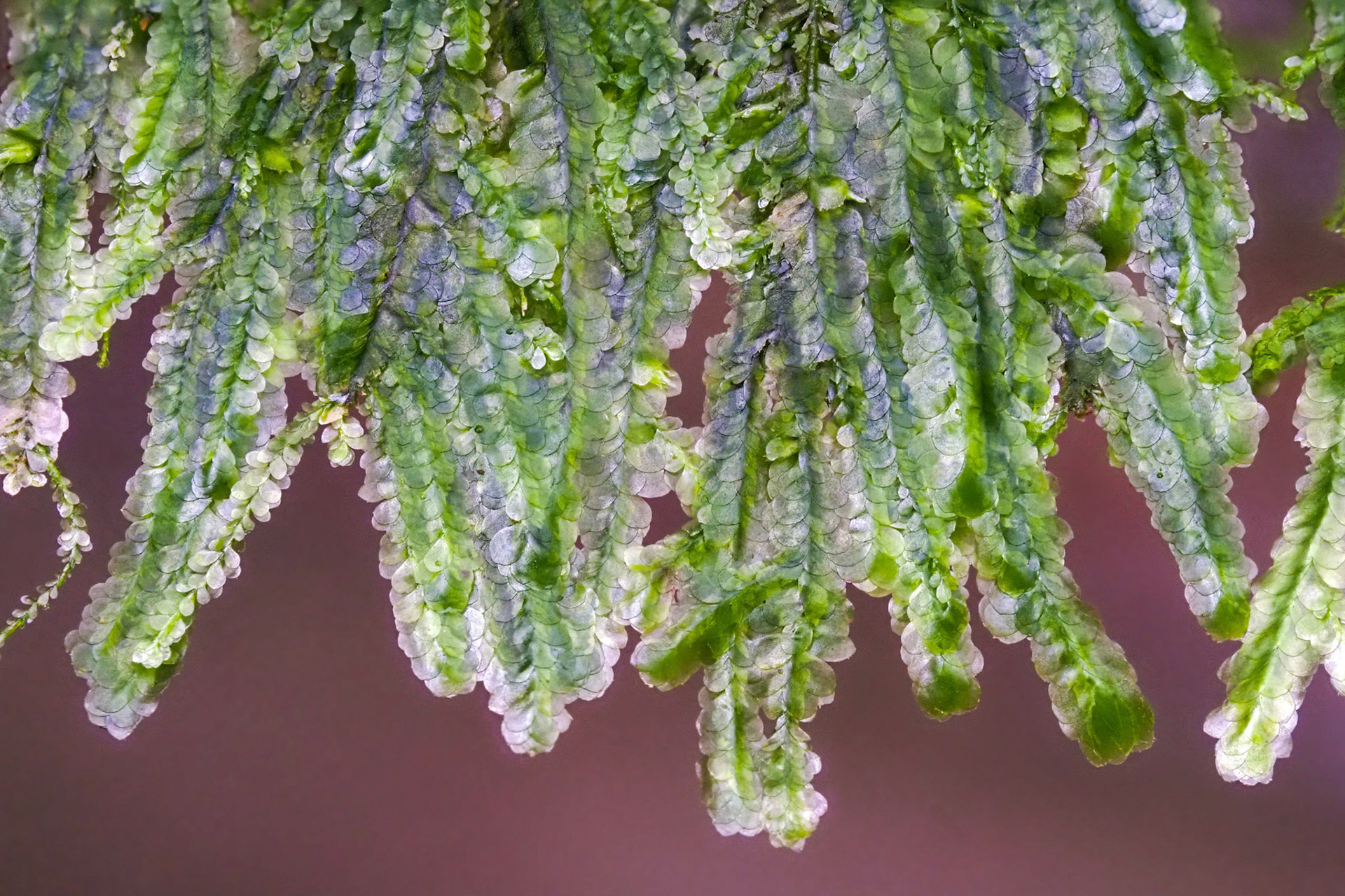 Pseudomalia webbiana (Echinodiaceae) overhanging rock edge at base of cliff in subtropical laurel forest, Ribeira do Seixal, Madeira