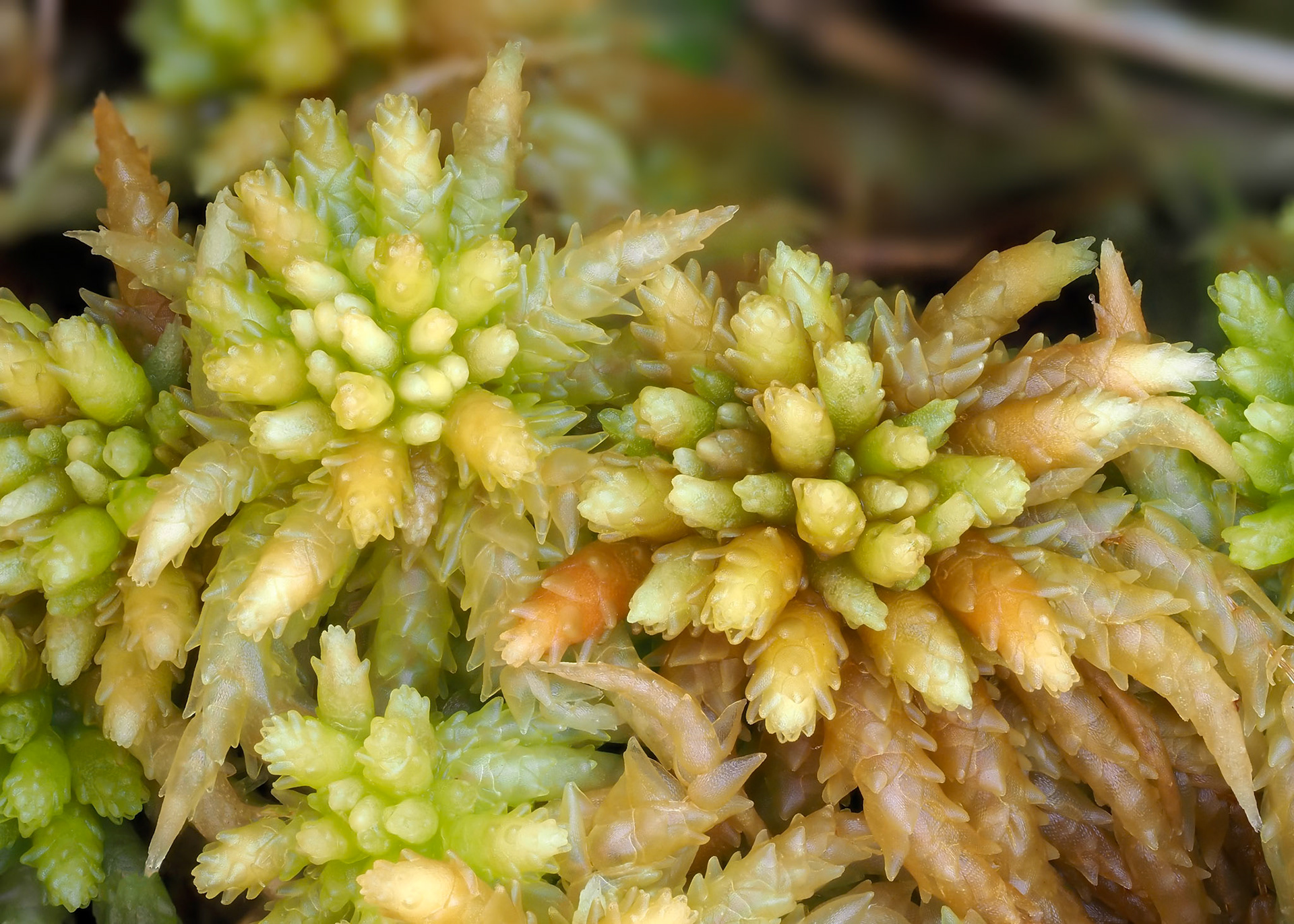 Sphagnum magellanicum Brid. (Sphagnaceae), In shrubby mire beside estuary, Vodudahue, Los Lagos, Chile. Alt: 10m. Lat: -42.4735, Lon: -72.3939. 10 January 2024.