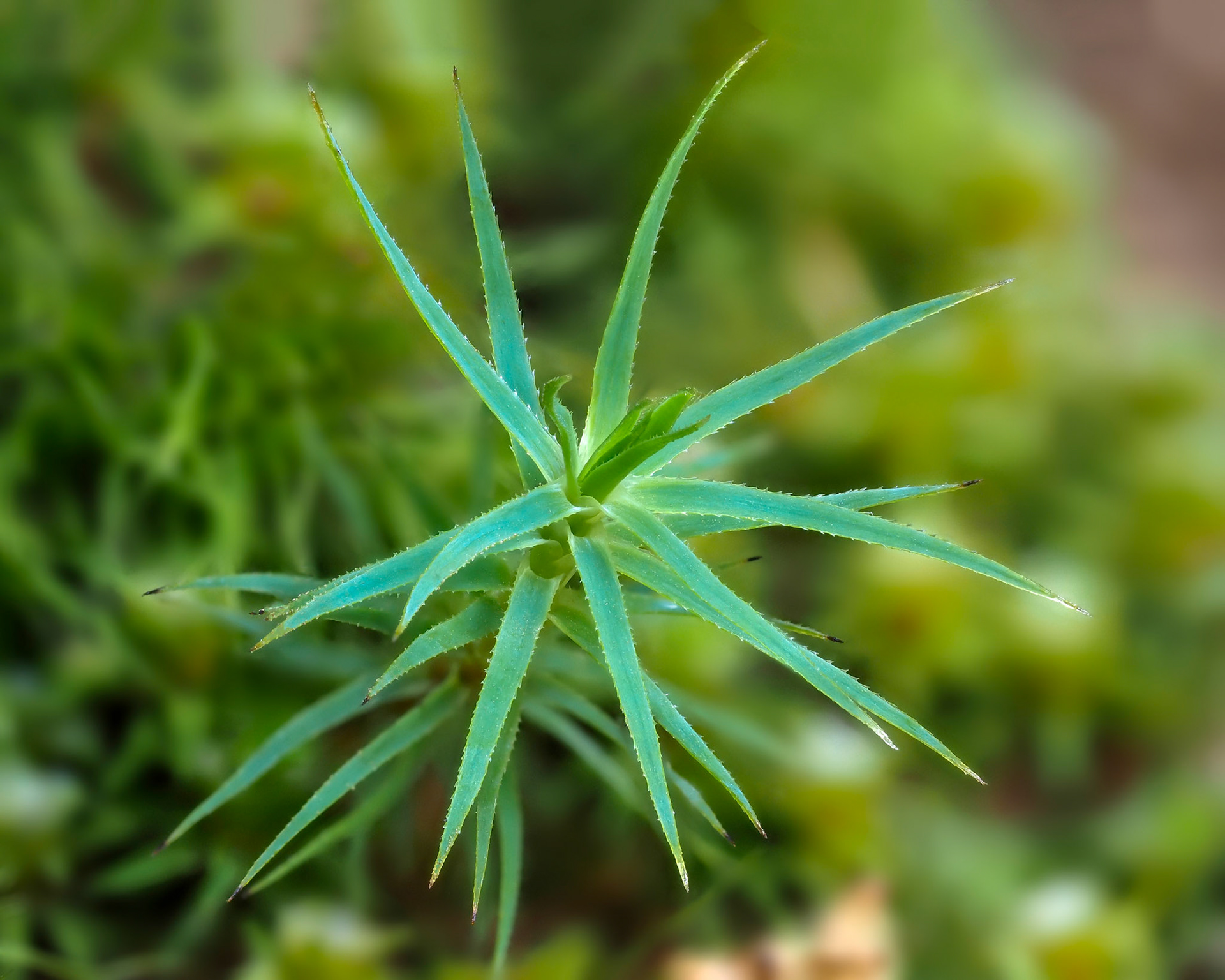 Polytrichadelphus magellanicus (Hedw.) Mitt. (Polytrichaceae). On soil bank beside track in Valdivian temperate forest, Lago Toro, Parque Nacional Huerquehue, Araucanía, Chile. Alt: 1300m. Lat: -39.1361, Lon: -71.7047. 17 January 2024.