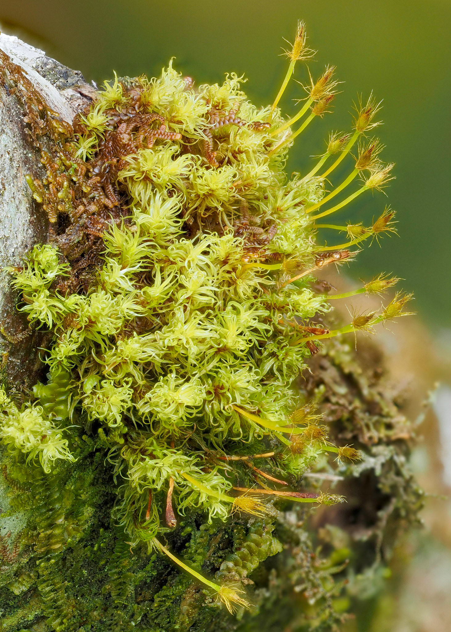 Ulota obtusiuscula (Orthotrichaceae), on branch of Alnus rubra at edge of temperate conifer forest, Kumdis Bridge, Haida Gwaii, British Columbia, Canada. 53.6923°N, 132.1479°W. 10m. 26 May 2023.