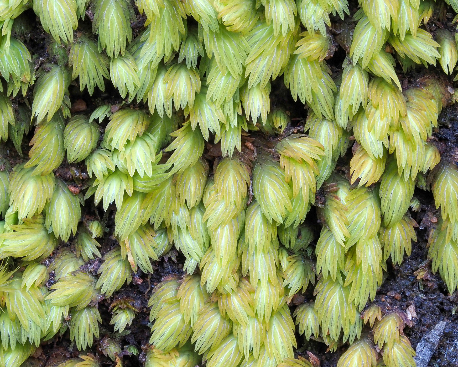 Fissidens ovatus (Fissidentaceae) on soil bank beside footpath in fynbos, Panorama Trail, Jonkershoek Nature Reserve, Western Cape, South Africa. 30 September 2022.