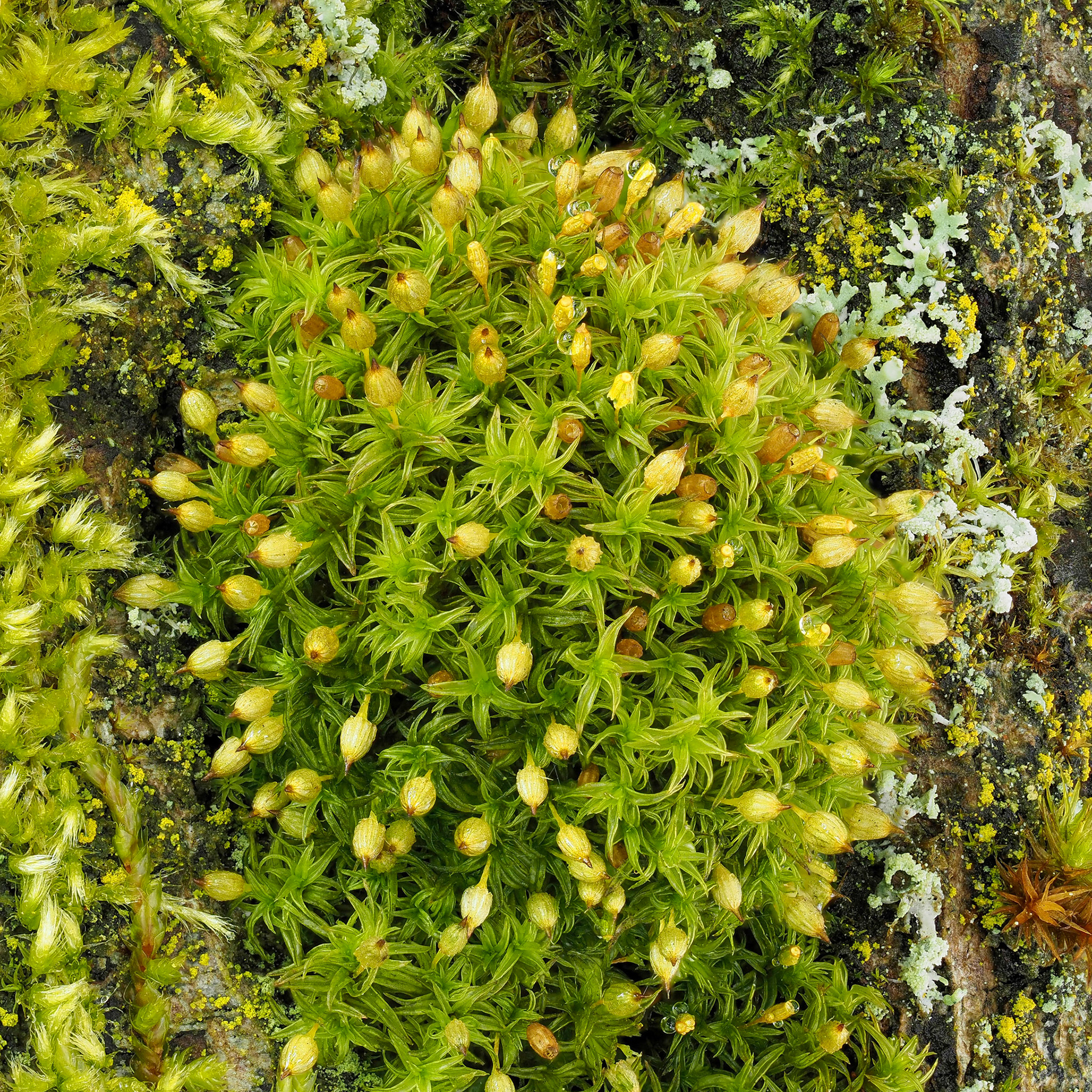 Orthotrichum consimile (Orthotrichaceae), on trunk of planted street tree (Tilia sp.), Vancouver, British Columbia, Canada. 49.2684°N, 123.1806°W. 20m. 22 May 2023.