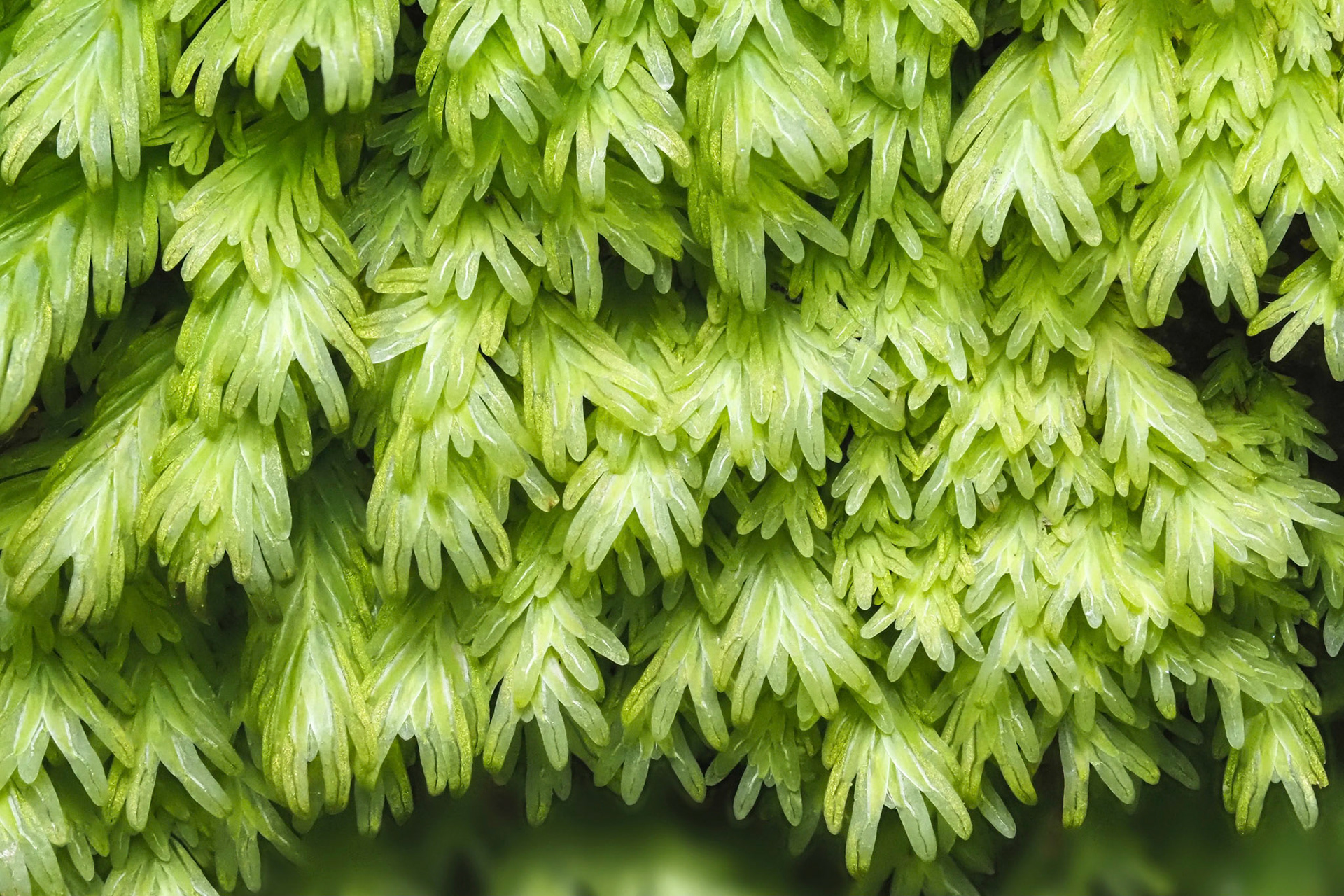 Fissidens asplenioides (Fissidentaceae) on rock wall in subtropical laurel forest, Levada do Rei, Madeira