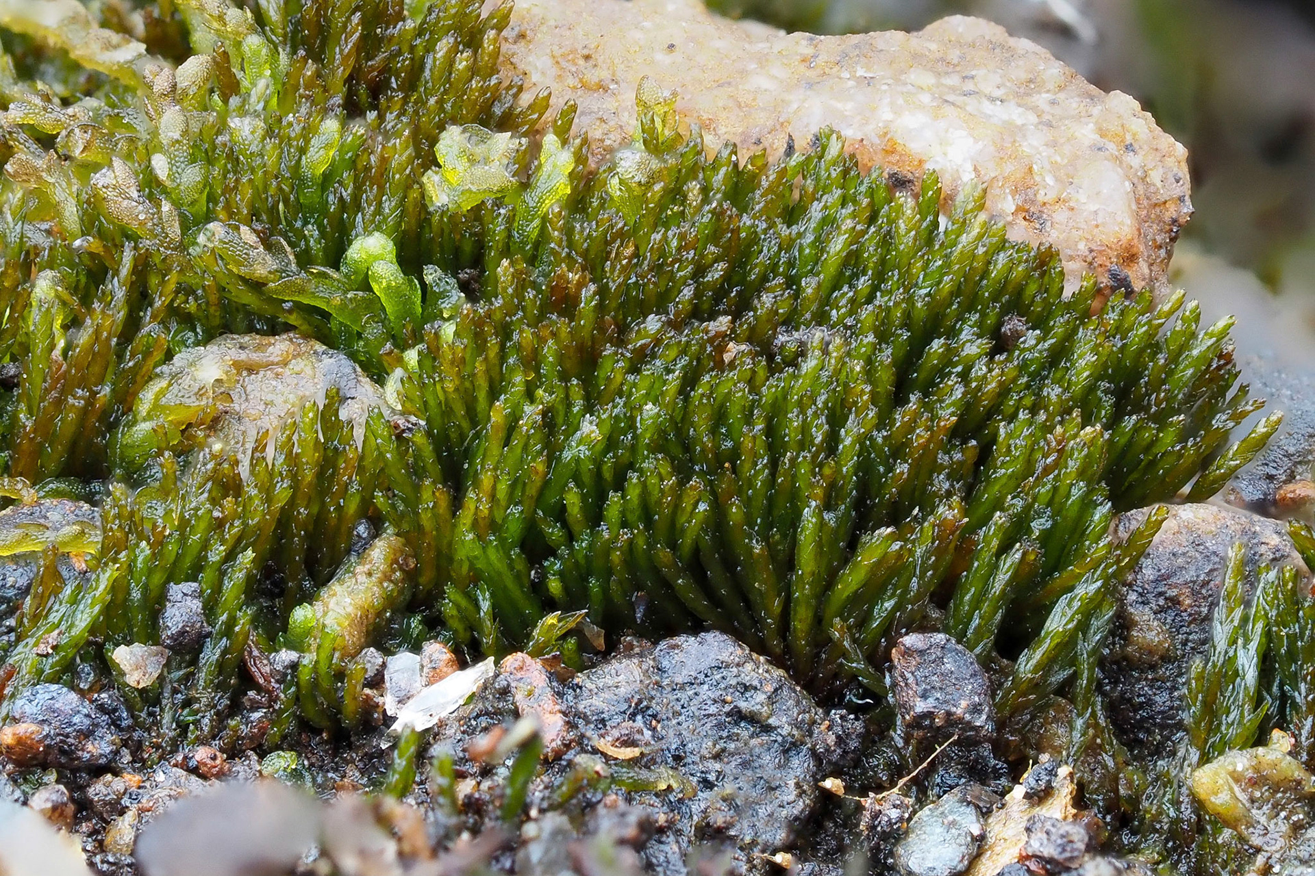 Ditrichum plumbicola (Ditrichaceae) with Solenostoma gracillimum (Solenostomataceae), on old lead mine spoil, Cornelly Mine, Isle of Man. 9 March 2022.