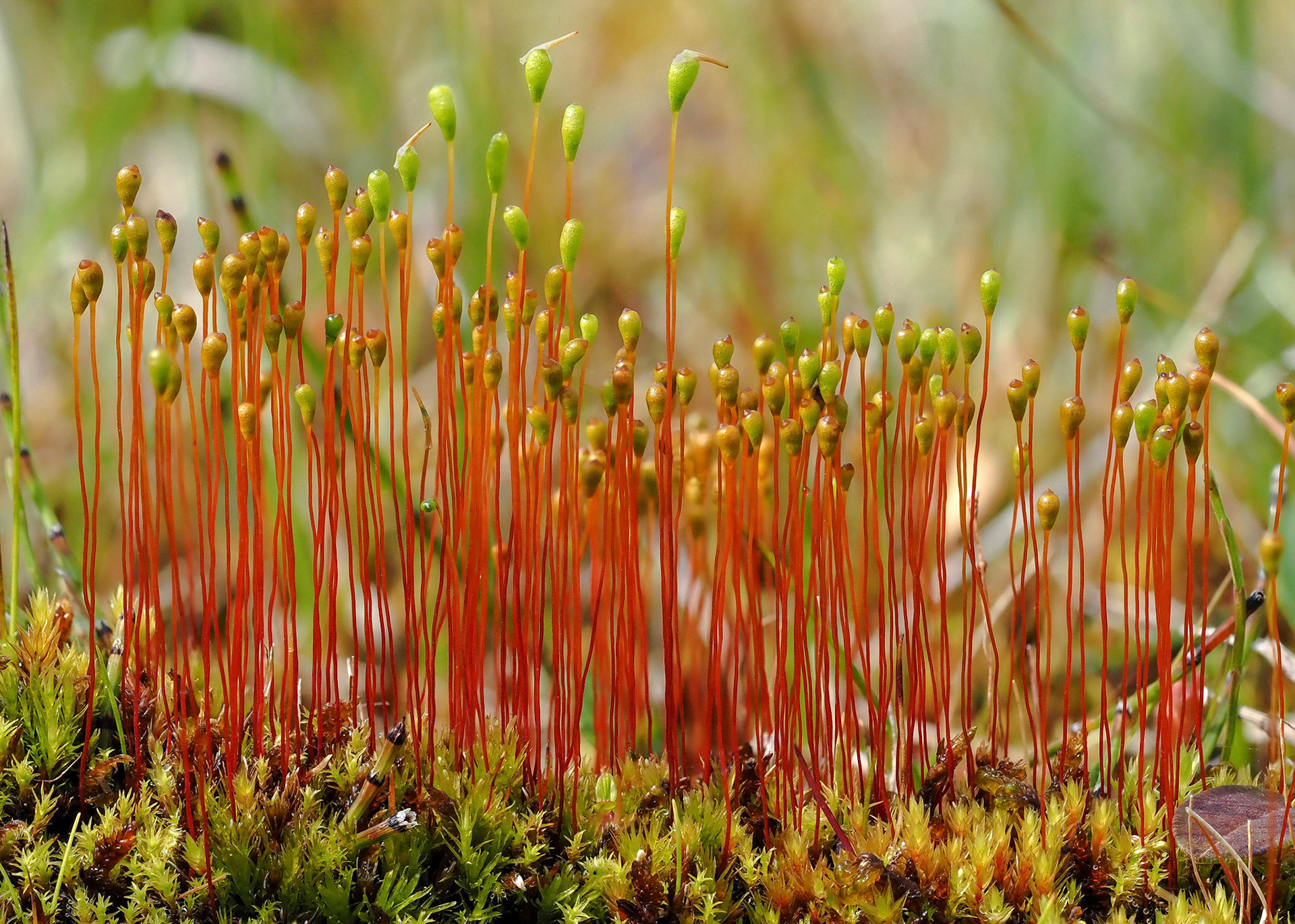 Meesia hexasticha (shorter sporophytes) with M. uliginosa (tallest) in mineral-rich hillside flush, Skógafoss, Iceland