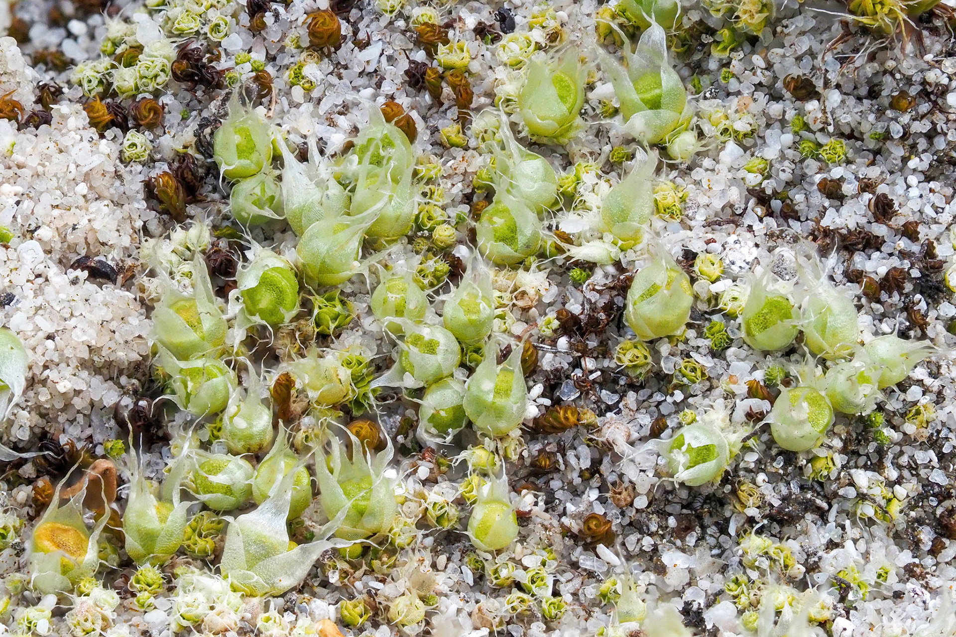 Gigaspermum repens (Gigaspermaceae) on soil in strandveld, West Coast National Park, Western Cape, South Africa. 29 September 2022.
