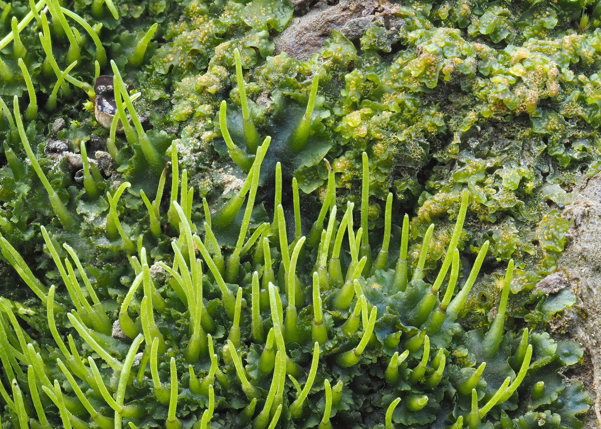 Male (upper) and female (lower) Phaeoceros laevis (Notothyladaceae) on slumping clay on coastal cliff, West Cliff, Dorset, England, UK. 5 March 2021.