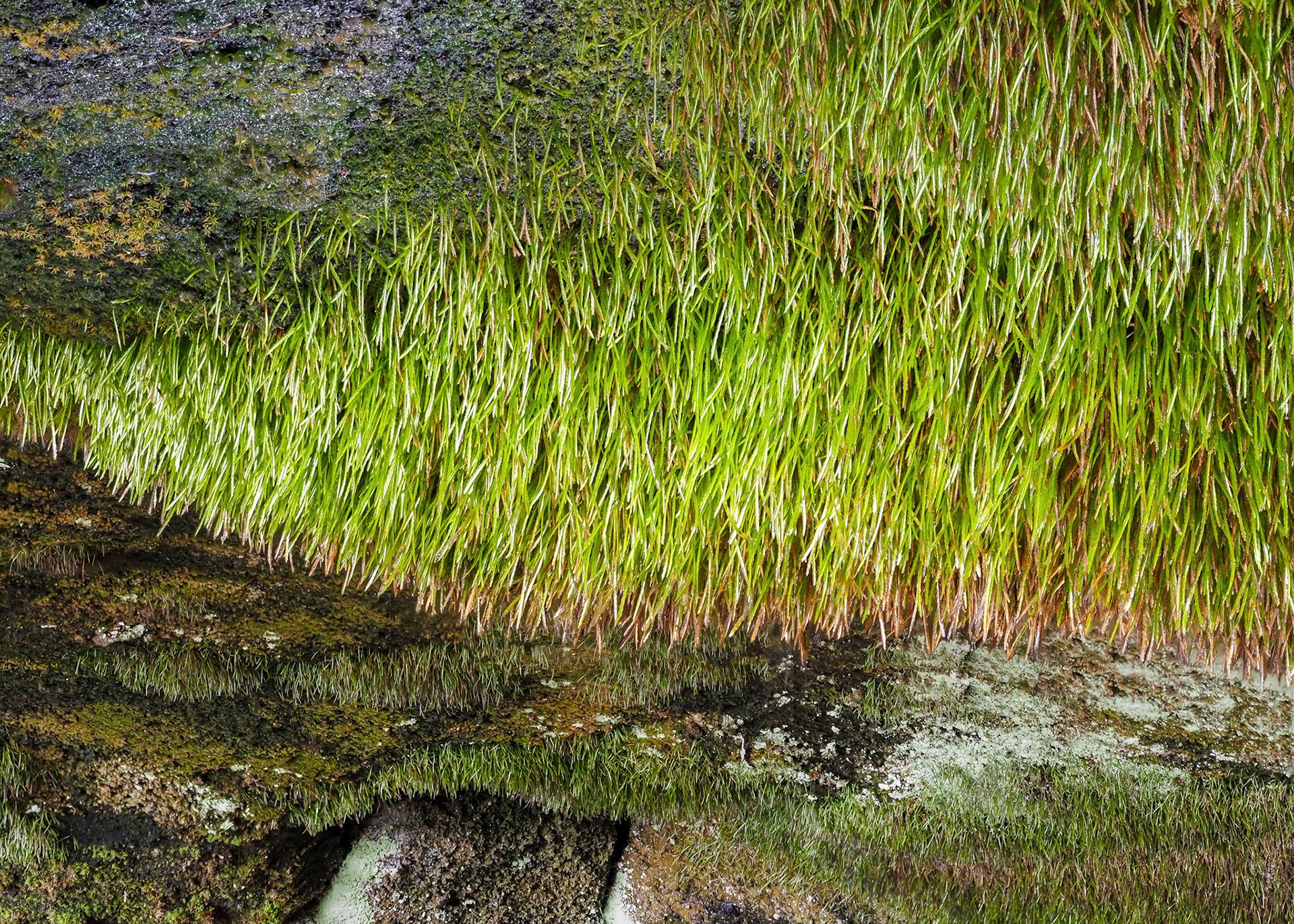 Bryoxiphium norvegicum (Bryoxiphiaceae) hanging from cave ceiling at lake margin, Kleifarvatn, Iceland