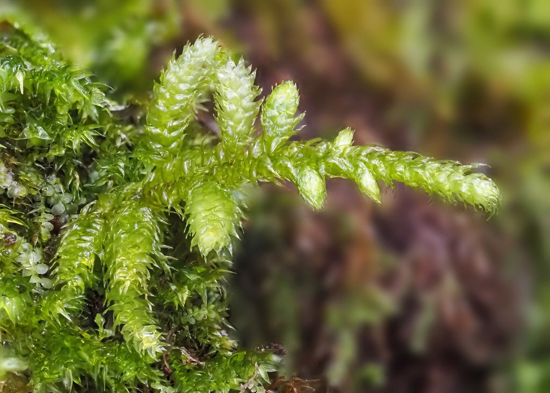 Andoa berthelotiana (Myuriaceae) on boulder in stream in subtropical laural forest, Chão dos Louros, Madeira
