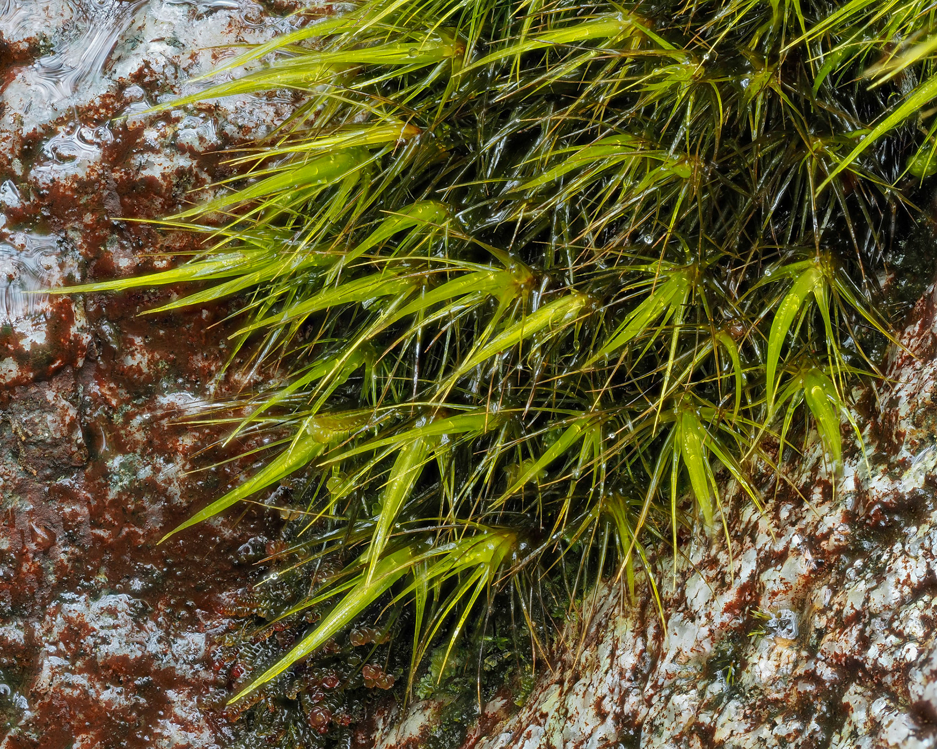 Atractylocarpus subporodictyon (Leucobryaceae), on wet rockface in temperate coniferous forest, Dawson Inlet, Haida Gwaii, British Columbia, Canada. 53.2175°N, 132.4899°W. 50m. 27 May 2023.