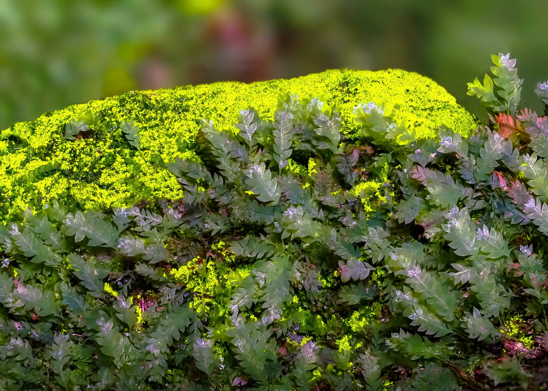 Schistostega pennata (Schistostegaceae) and its luminous protonema, on granite rock in an old mine adit, Bodmin Moor, East Cornwall, England. 20 May 2021.
