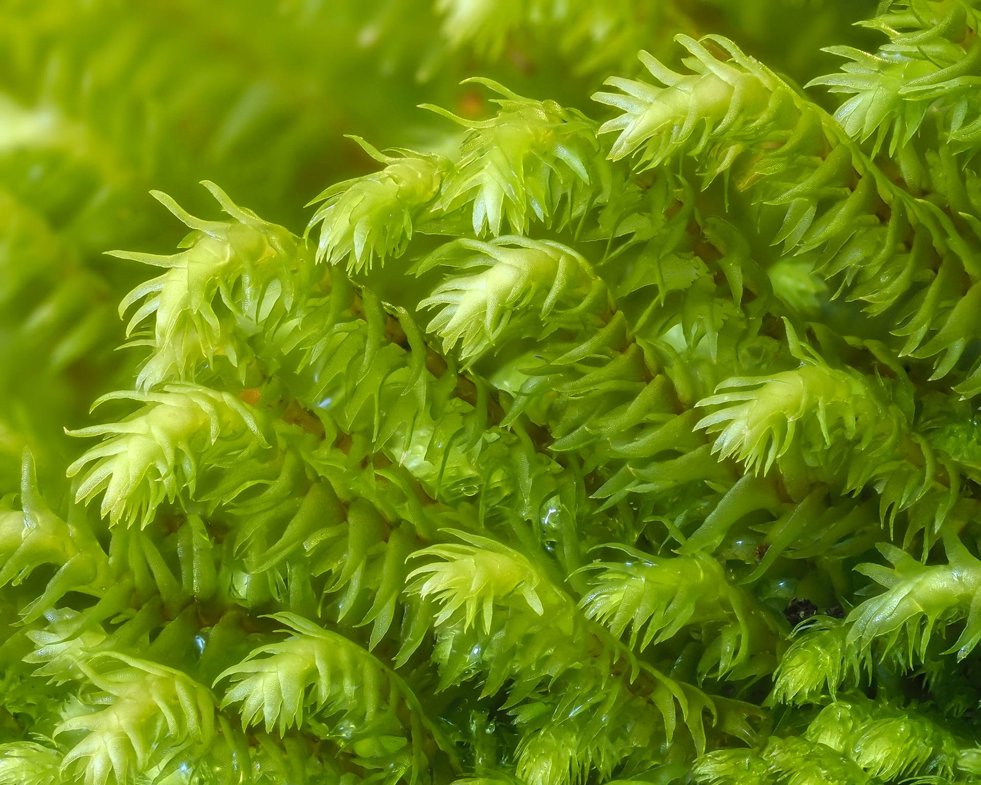 Triandrophyllum subtrifidum (Hook. f. and Taylor) Fulford and Hatcher (Herbertaceae), On rockface beside cascade in river in Valdivian temperate forest, Vodudahue, Los Lagos, Chile. Alt: 50m. Lat: -42.4719, Lon: -72.3865. 11 January 2024.