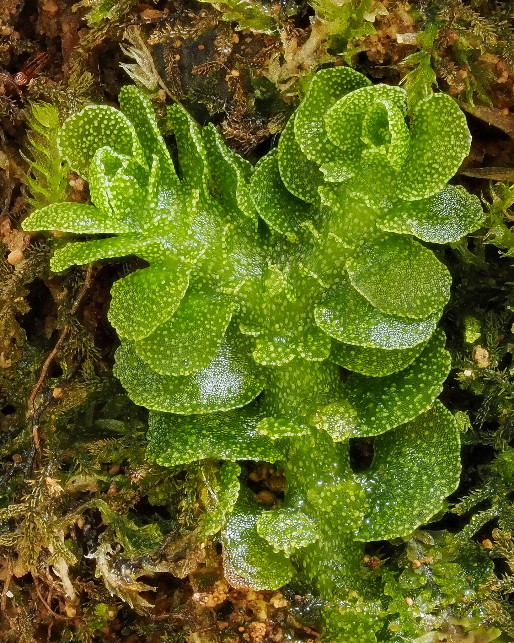 Apotreubia nana (Treubiaceae), on side of large rotten conifer log in temperate coniferous forest, Dawson Inlet, Haida Gwaii, British Columbia, Canada. 53.2175°N, 132.4899°W. 60m. 27 May 2023.