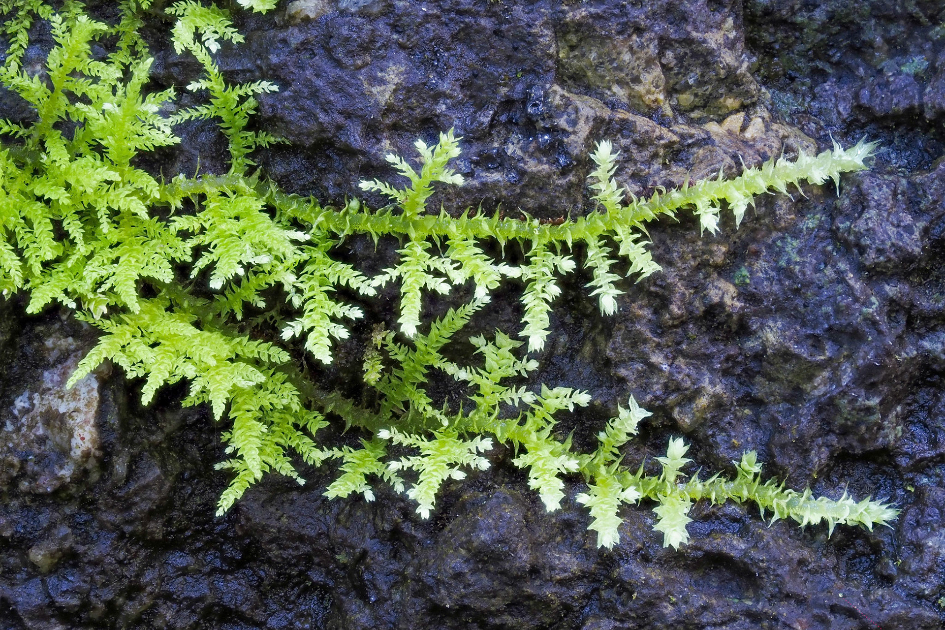 Pelekium versicolor (Thuidiaceae), on boulder in plantation of Cryptomeria japonica (1440 m), Matarum Biological Reserve, La Réunion. 23 April 2022.