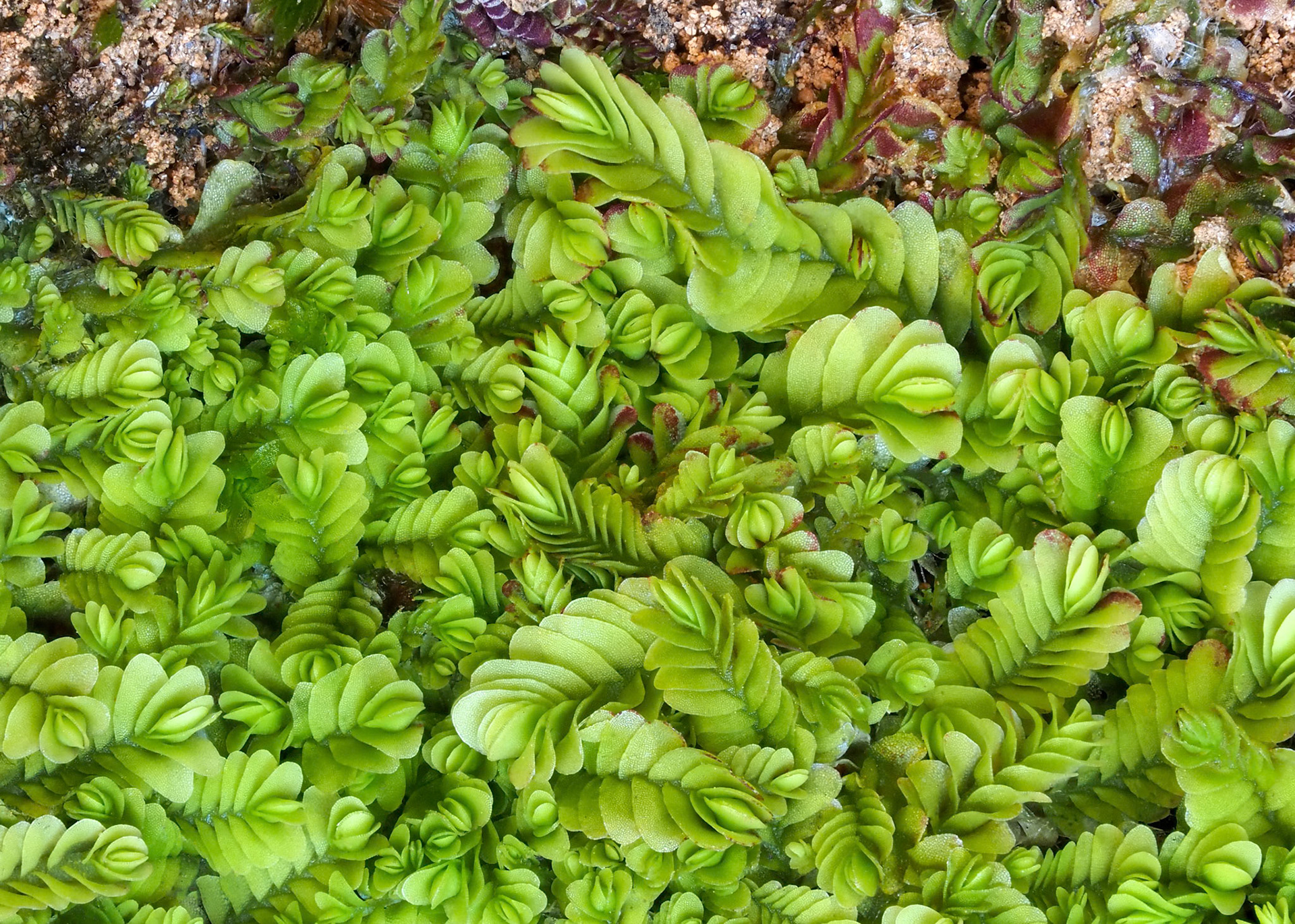 Lethocolea congesta (Lehm.) S.W. Arnell (Acrobolbaceae). Insolated soil bank beside road, Puerto Niltre, north of, Lago Panguipulli, Los Ríos, Chile. Alt: 150m. Lat: -39.6921, Lon: -72.2130. 16 January 2024.