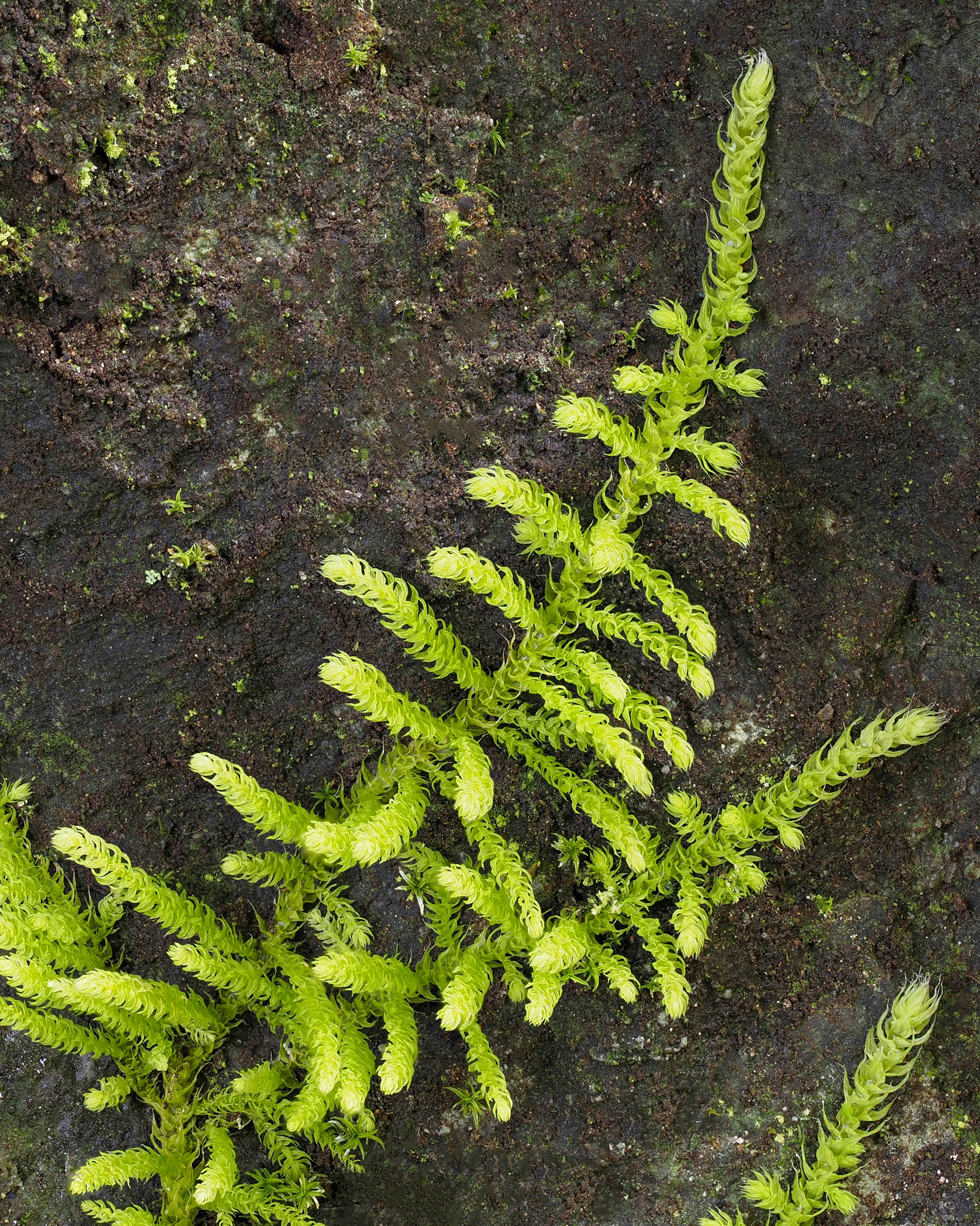 Claopodium crispifolium (Brachytheciaceae), on shaded limestone cliff face in temperate coniferous forest, near Moresby Camp, Haida Gwaii, British Columbia, Canada. 53.0474°N, 132.0294°W. 15m. 28 May 2023.