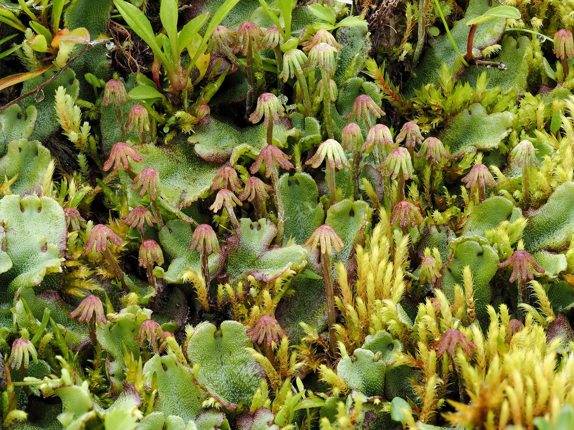 Marchantia polymorpha subsp. montivagans (Marchantiaceae) beside streamlet flowing down steep rockface, Skaftafell, Iceland