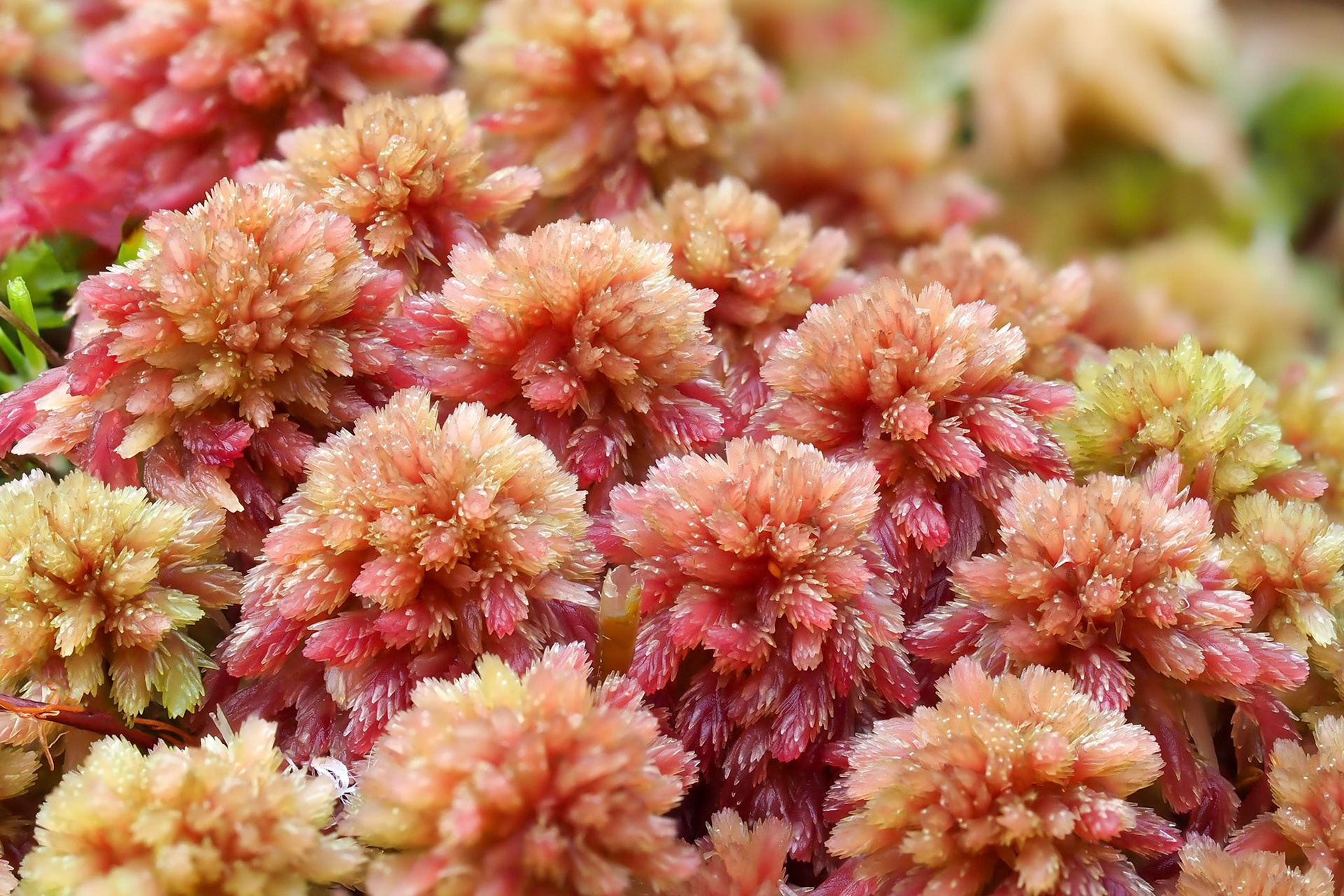 Sphagnum capillifolium (Sphagnaceae), at edge of mire in moorland, Helton Fell (385 m), Westmorland, England. 18 November 2021.