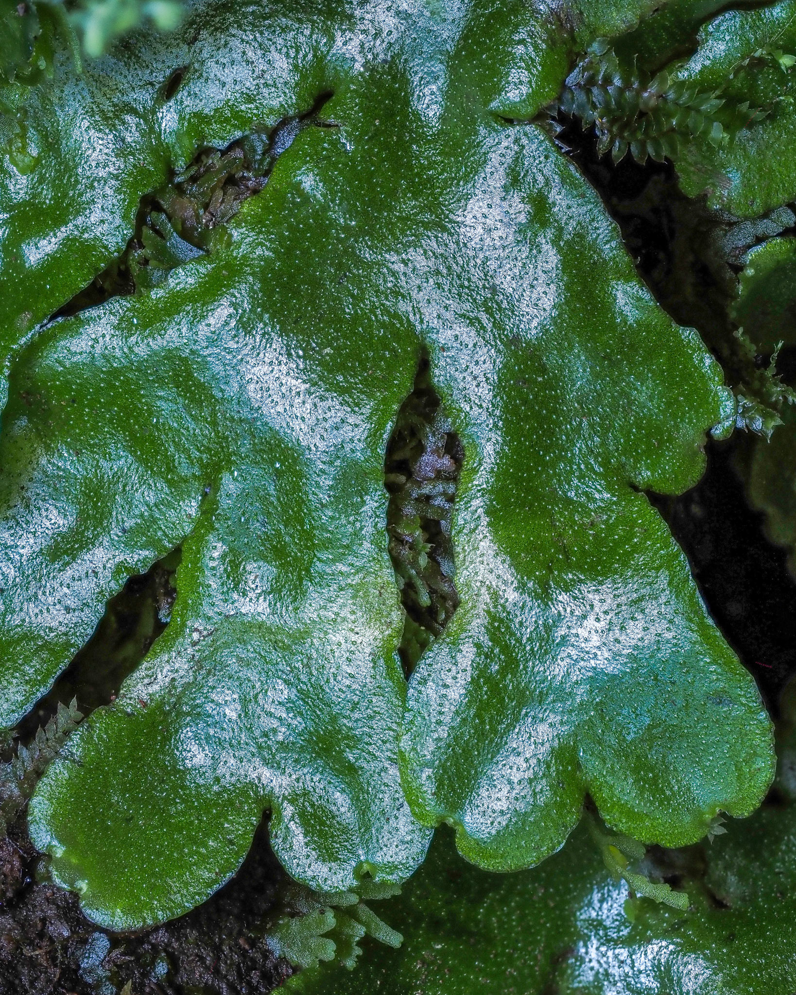 Wiesnerella denudata (Wiesnerellaceae), on rocky bank of seasonal stream in plantation of Cryptomeria japonica (865 m), Forêt de Rond, La Réunion. 28 April 2022.