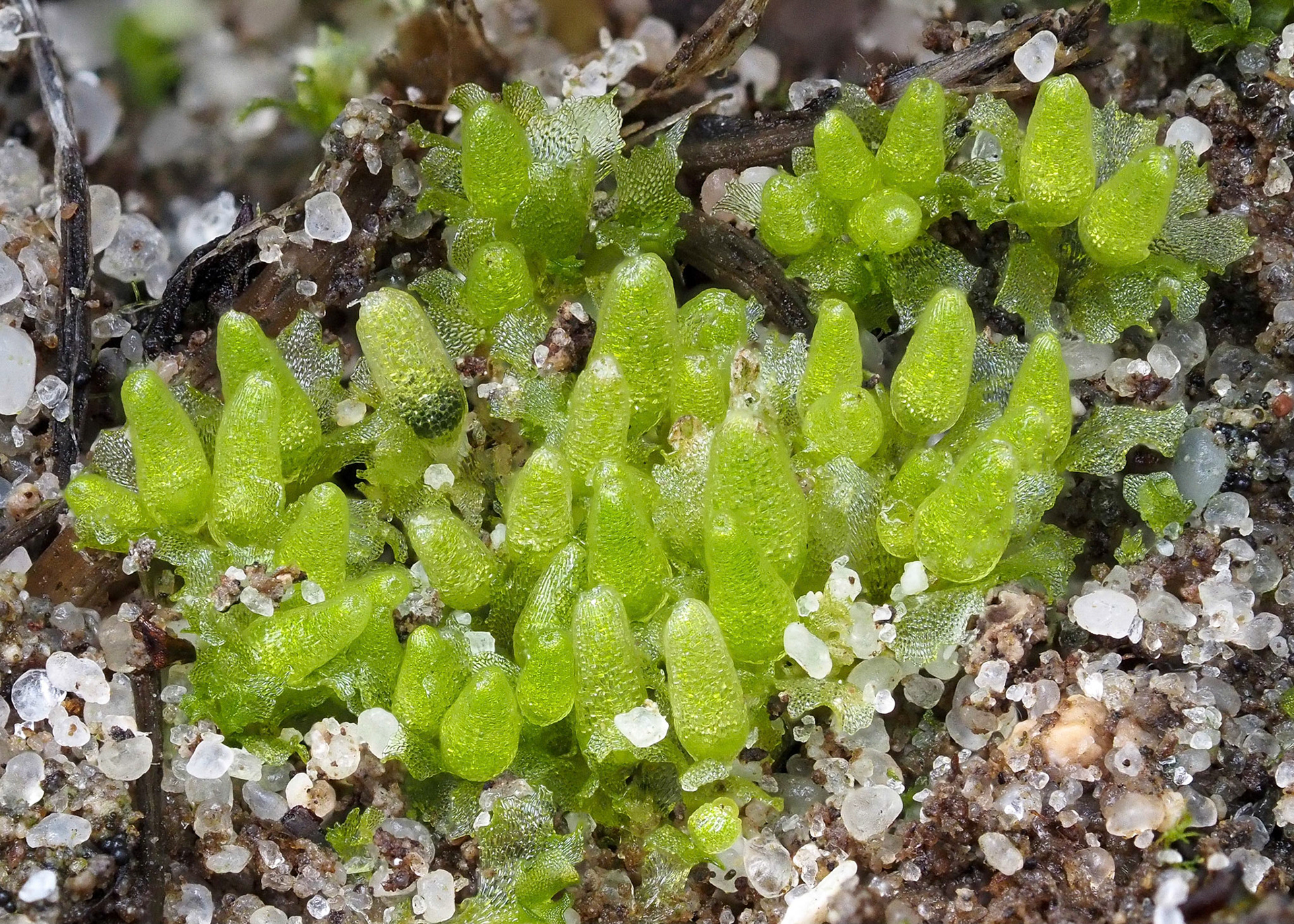 Sphaerocarpos stipitatus (Sphaerocarpaceae) on bare soil in saline marsh, Langebaan Lagoon, West Coast National Park, Western Cape, South Africa. 29 September 2022.