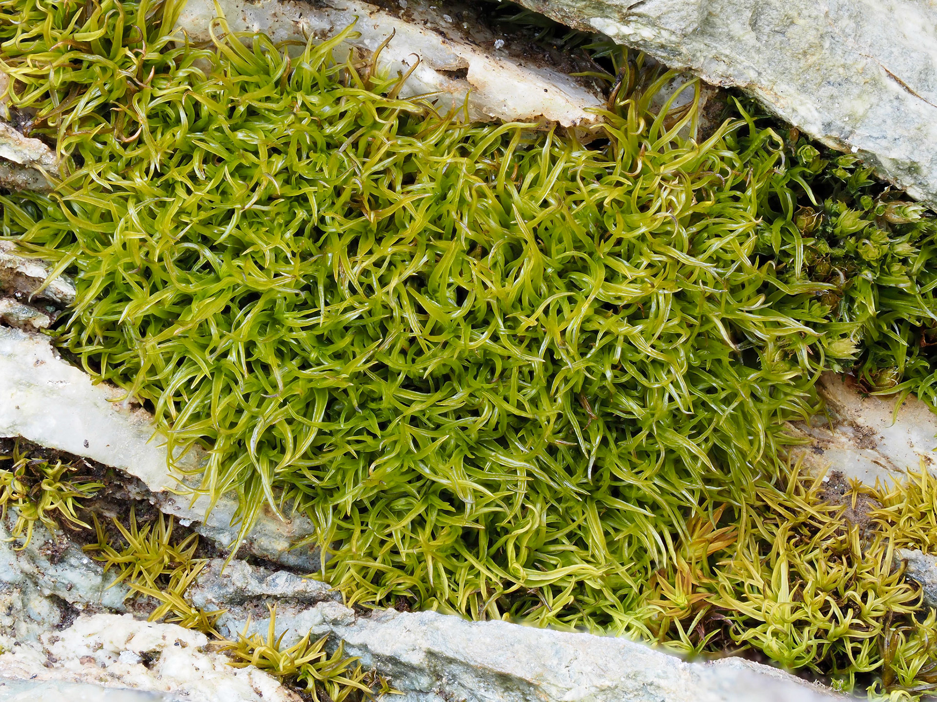Amphidium californicum (Amphidiaceae), on insolated rock outcrop on grassland slope, Mill Hill Regional Park, Vancouver Island, British Columbia, Canada. 48.4556°N, 123.4810°W. 170m. 14 May 2023.