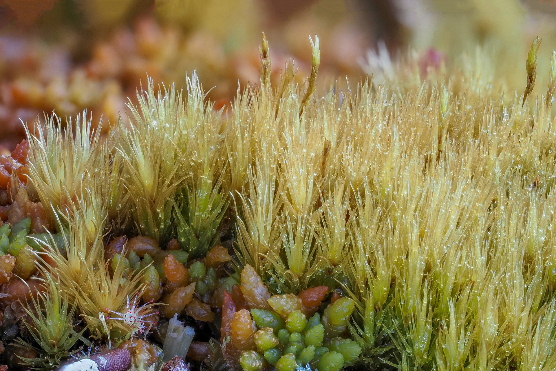 Dicranum leioneuron (Dicranaceae), on hummock of Sphagnum austinii in ombrotrophic mire, near Drizzle Lake, Haida Gwaii, British Columbia, Canada. 53.9269°N, 132.1071°W. 60m. 26 May 2023.