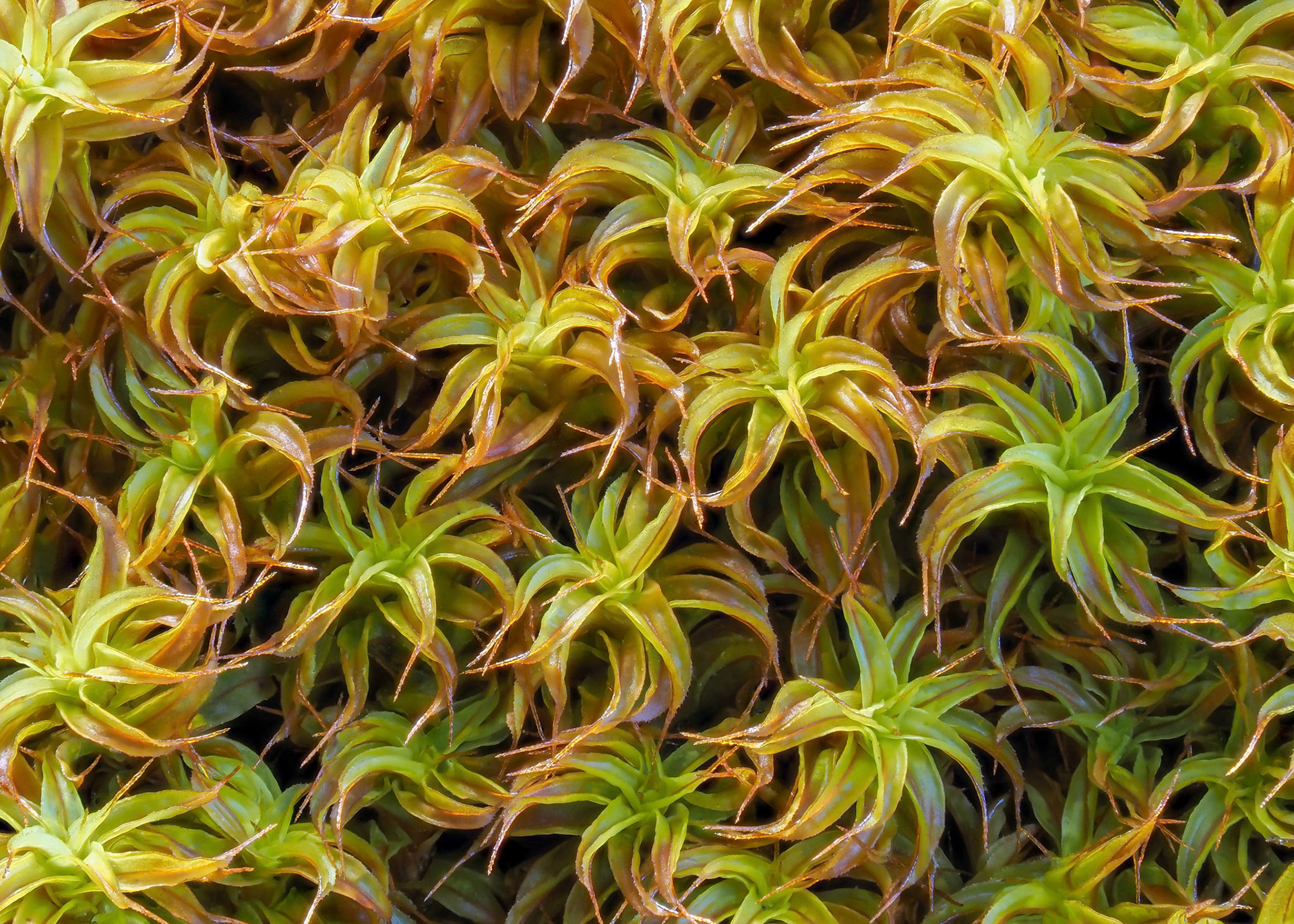 Syntrichia pseudorobusta (Dusén) R.H. Zander (Pottiaceae). On insolated concrete culvert beside road, Puerto Niltre, north of, Lago Panguipulli, Los Ríos, Chile. Alt: 150m. Lat: -39.6928, Lon: -72.2129. 16 January 2024.