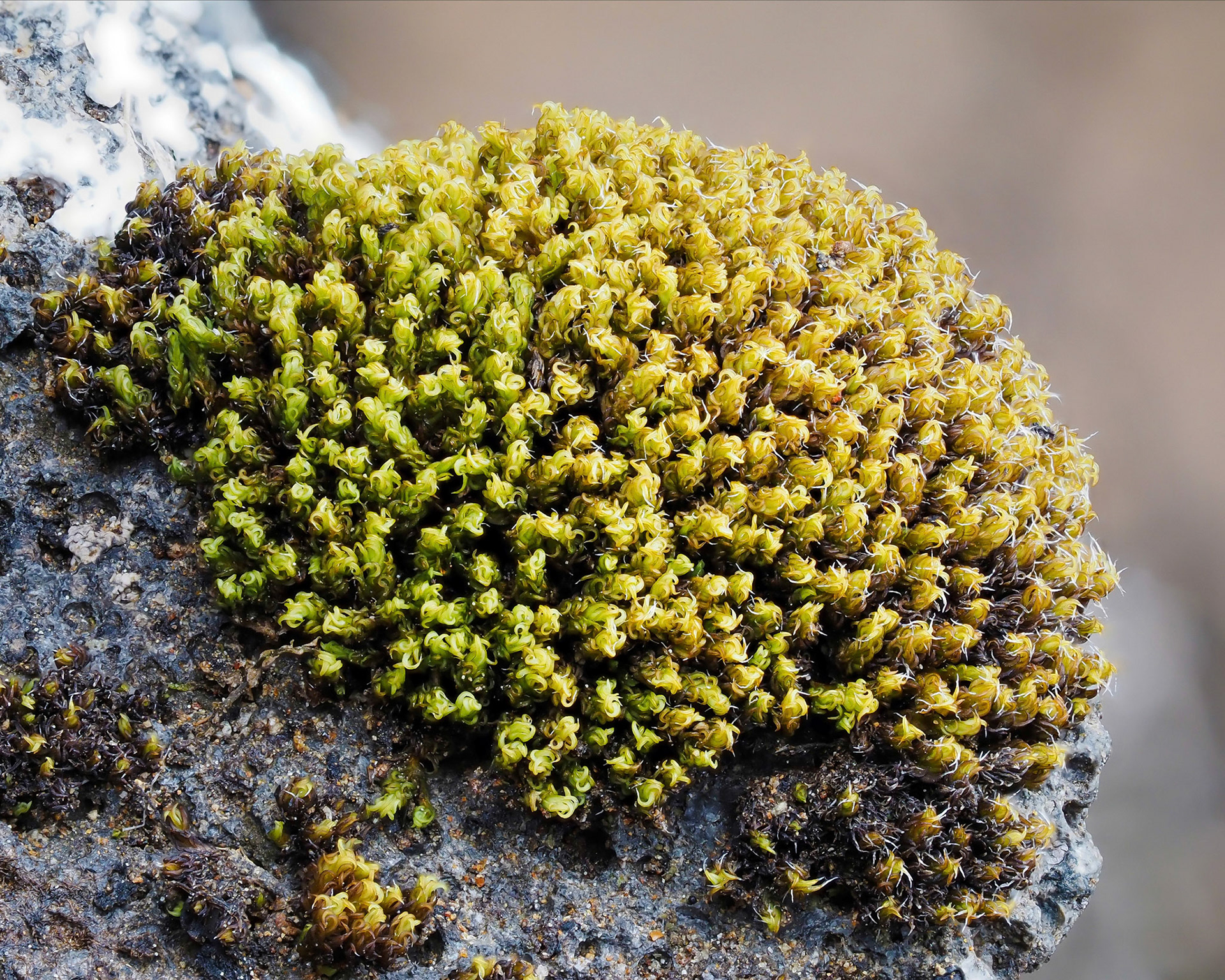 Grimmia torquata (Grimmiaceae) on low cliff beside stream, Botnsdalur, Iceland