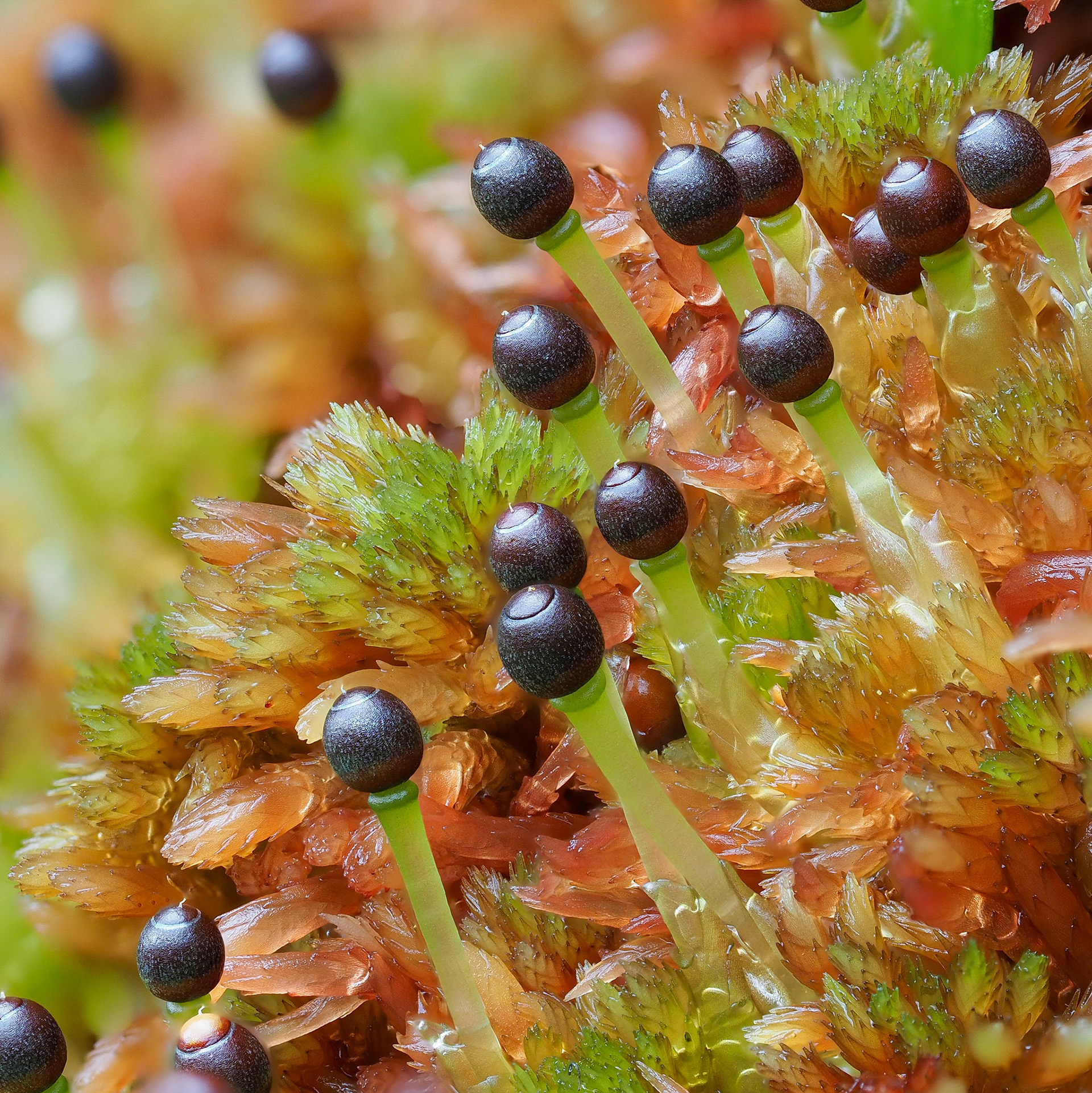 Sphagnum subnitens (Sphagnaceae), in moorland flush, Rhaeadr y Cwm, Merionethshire, Wales. 52.9581°N, 3.8751°W. 370m. 2 July 2023.