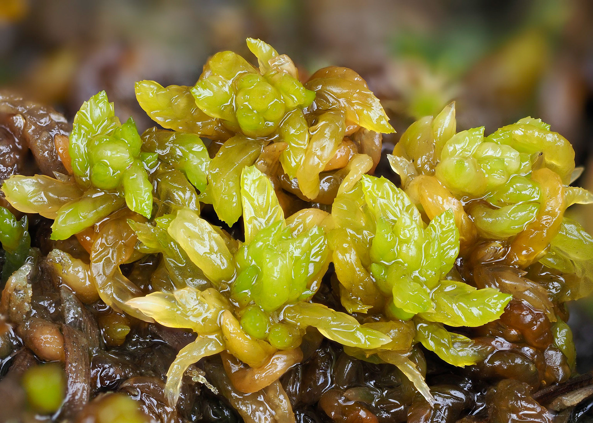 Sphagnum platyphyllum (Sphagnaceae), in moorland flush, Rhaeadr y Cwm, Merionethshire, Wales. 52.9581°N, 3.8751°W. 370m. 2 July 2023.