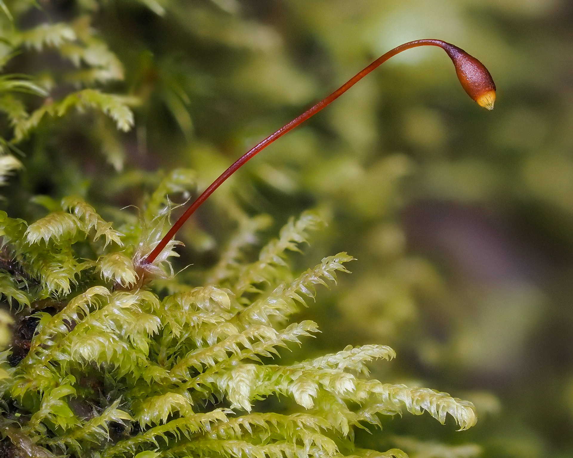 Heterocladium macounii (Lembophyllaceae), on wet rock outcrop beside river in temperate conifer forest, Cypress Falls Park, British Columbia, Canada. 49.3569°N, 123.2373°W. 280m. 23 May 2023.