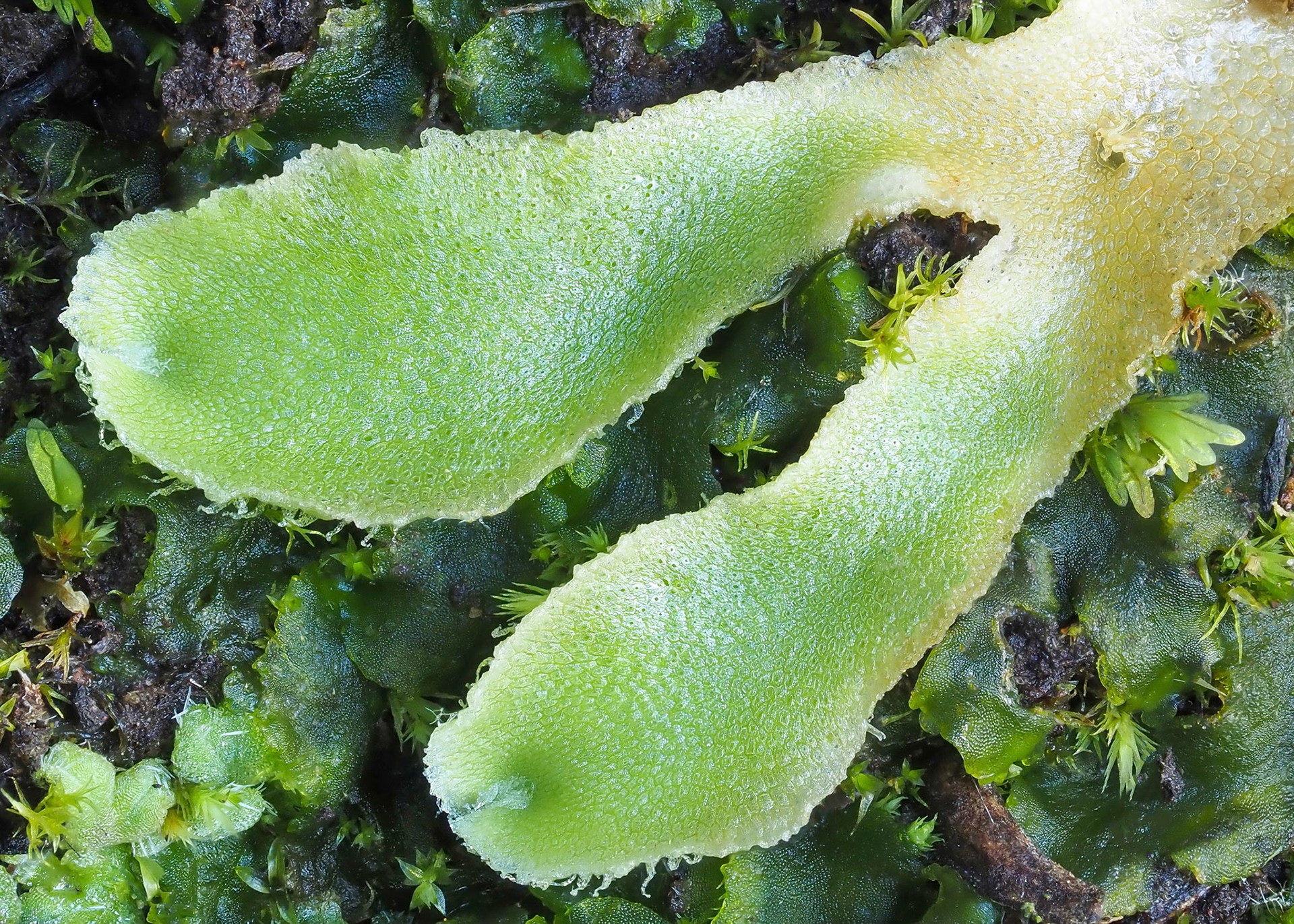 Corsinia coriandrina (Corsiniaceae) on rock wall at edge of subtropical laurel forest, Lomdo do Mouro, Madeira