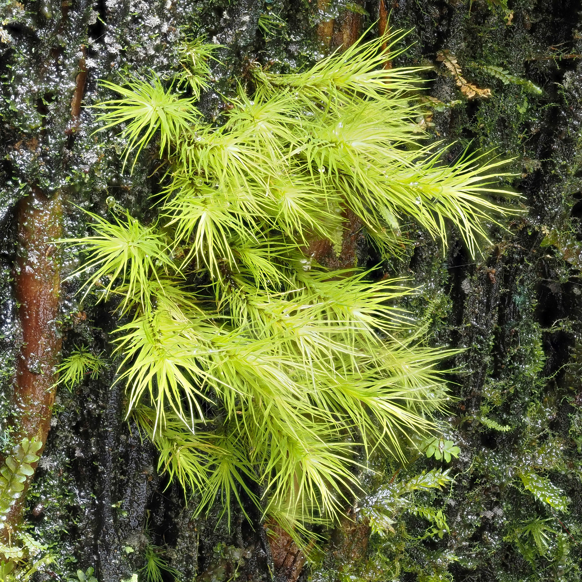 Leiomela bartramioides (Bartramiaceae), on trunk of tree fern in montane tropical cloud forest (1370 m), Piton Bébour, La Réunion. 21 April 2022.
